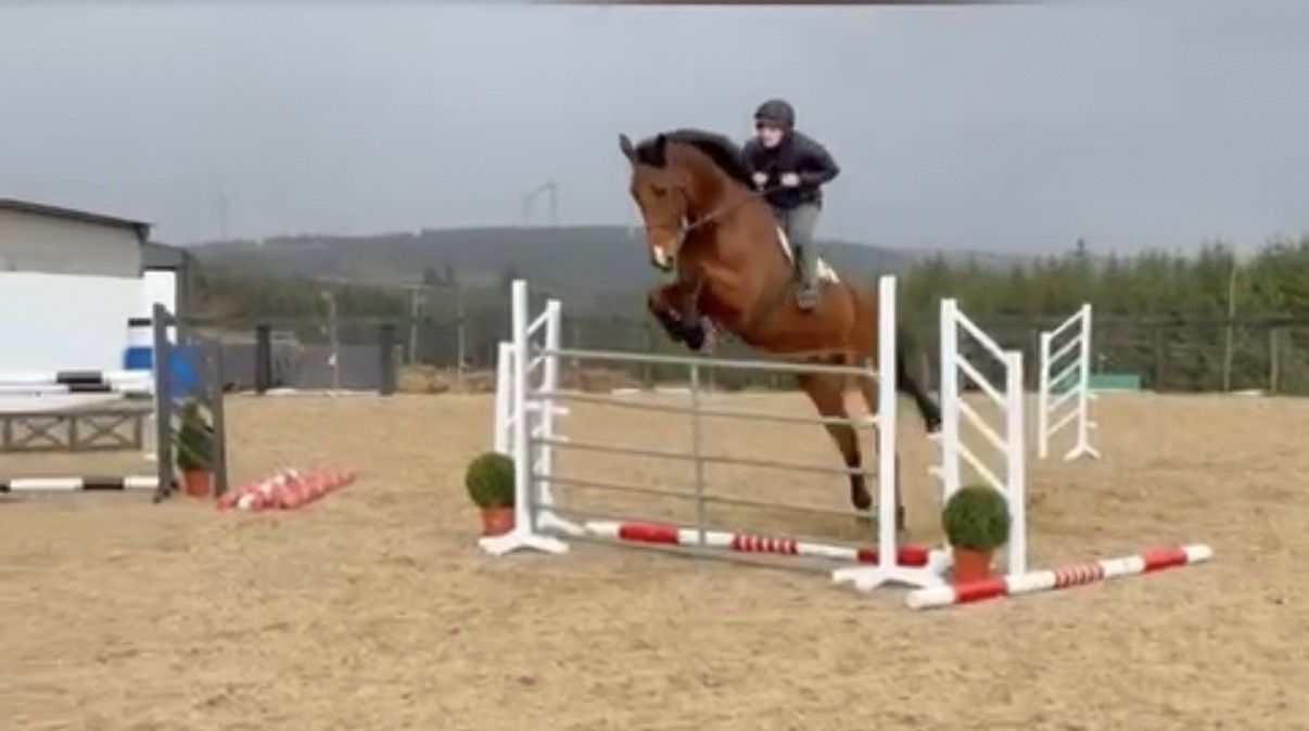 irish-sport-horse jachtpaard ruin 11 years old bruin for sale - Photo 2
