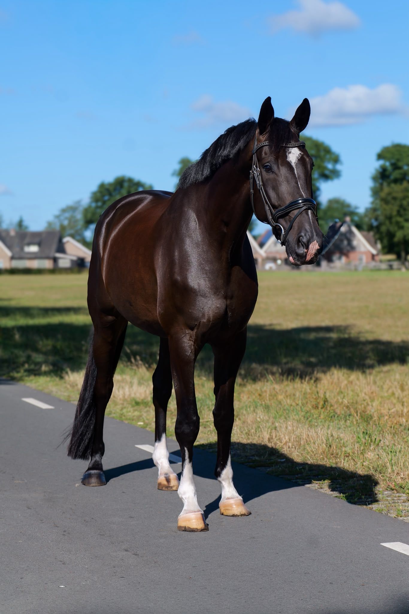 fine 7-year-old dressage gelding
