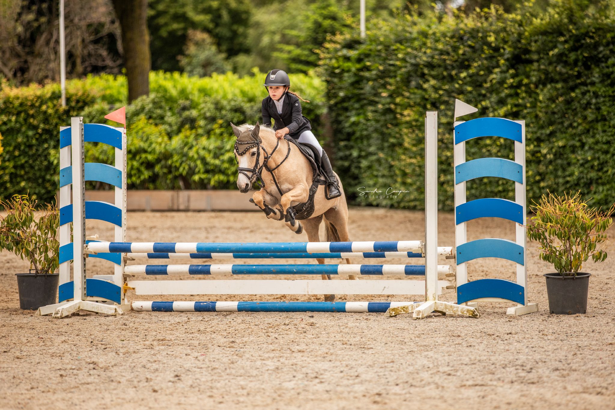 springpony merrie 15 år palomino till salu - Foto 2