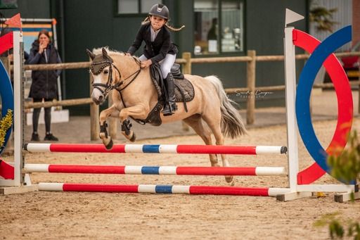 springpony merrie 15 år palomino till salu - Foto 3