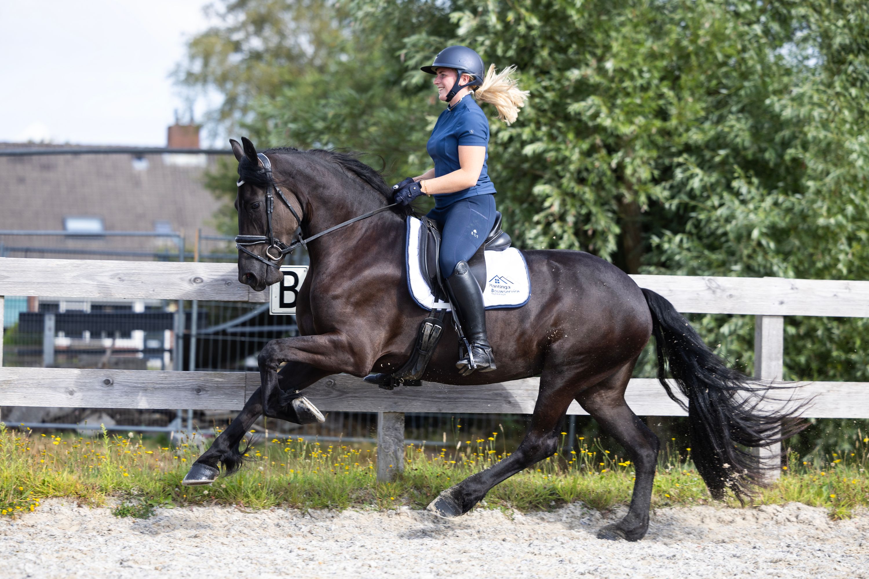 allround-fries merrie 3 años zwart en venta - Foto 2