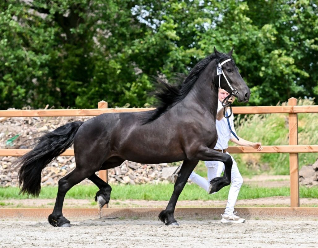 allround-fries merrie 3 años zwart en venta - Foto 4