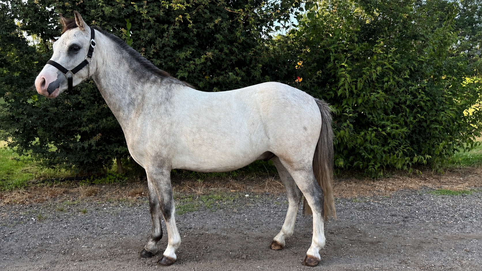 welsh-cob allround-pony ruin 3 vuotta schimmel myytävänä - Kuva 2