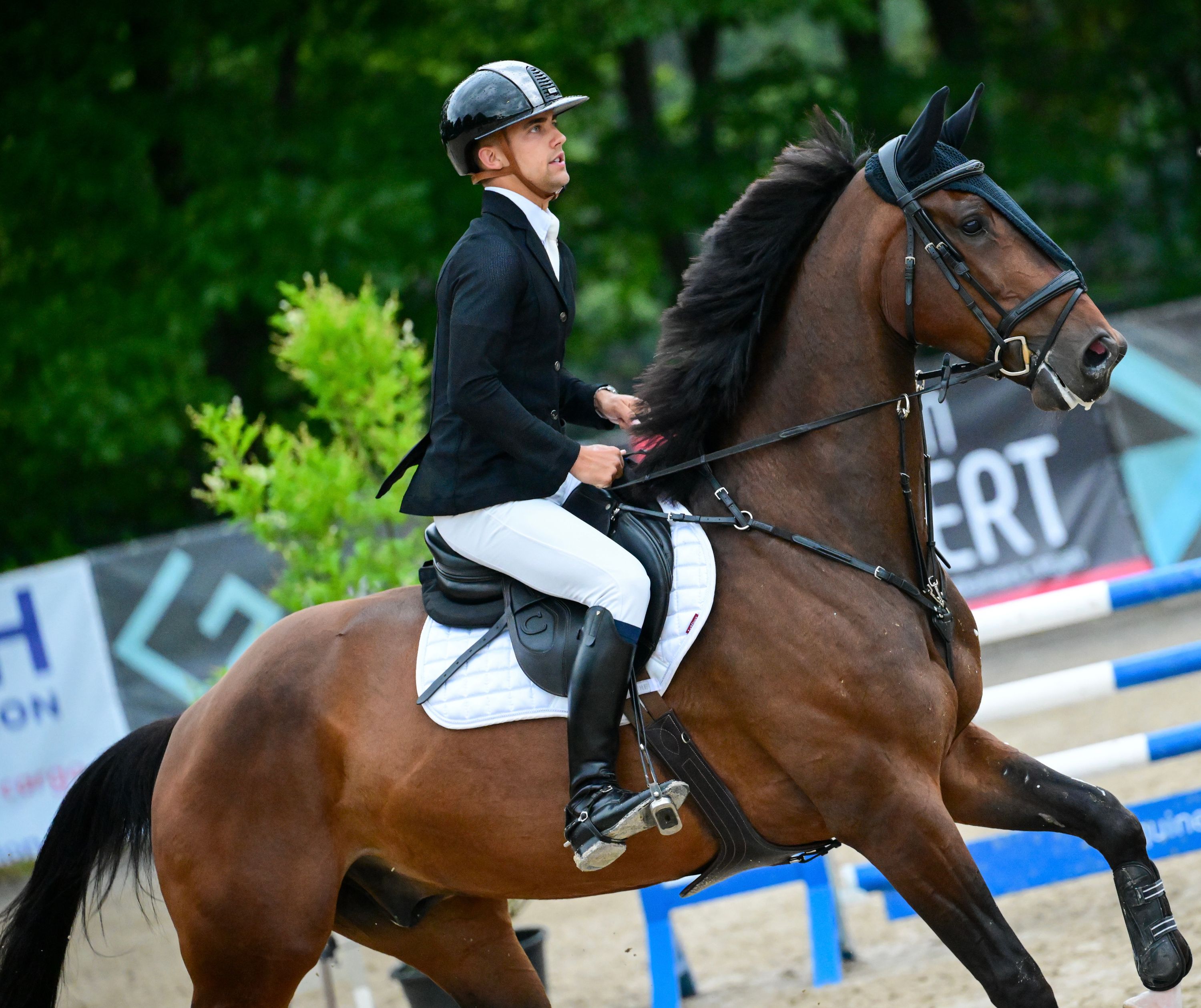 Vielseitiger KWPN Wallach 10 Jahre