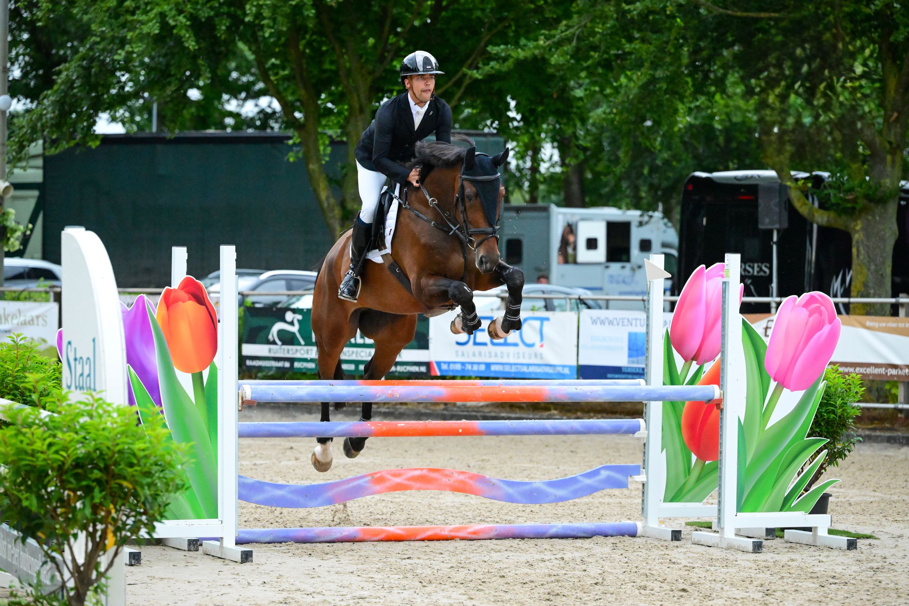 kwpn springpaard ruin 10 Jahre alt bruin zu verkaufen - Foto 4