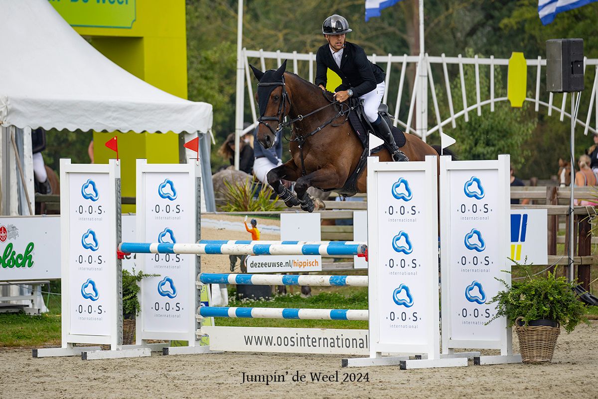 kwpn springpaard ruin 10 Jahre alt bruin zu verkaufen - Foto 5