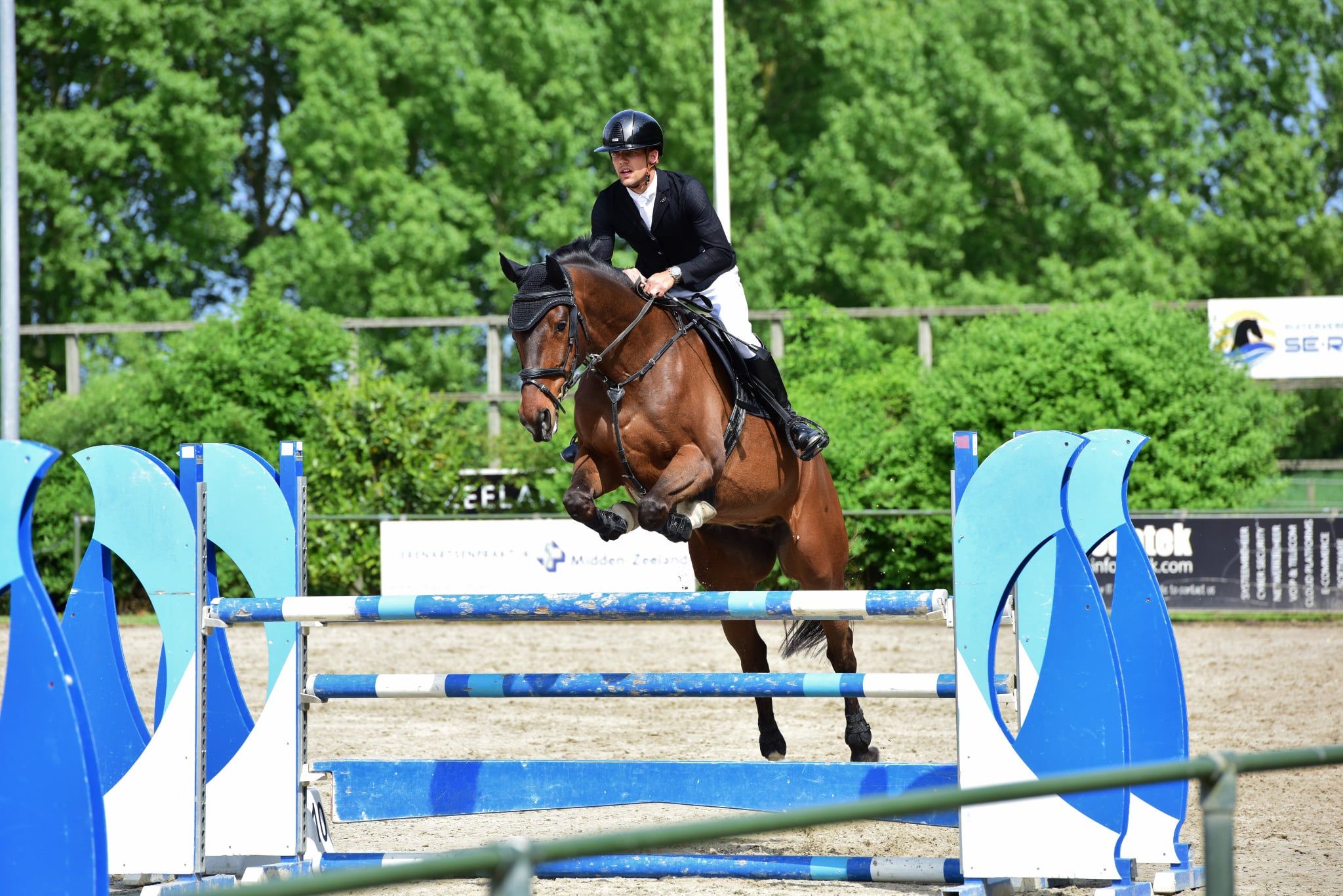 kwpn springpaard ruin 10 Jahre alt bruin zu verkaufen - Foto 2