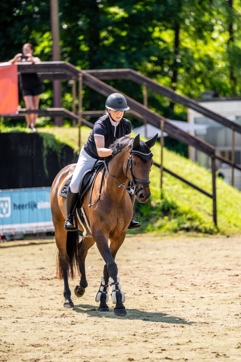 kwpn springpaard merrie 7 jaar bruin te koop - Foto 3