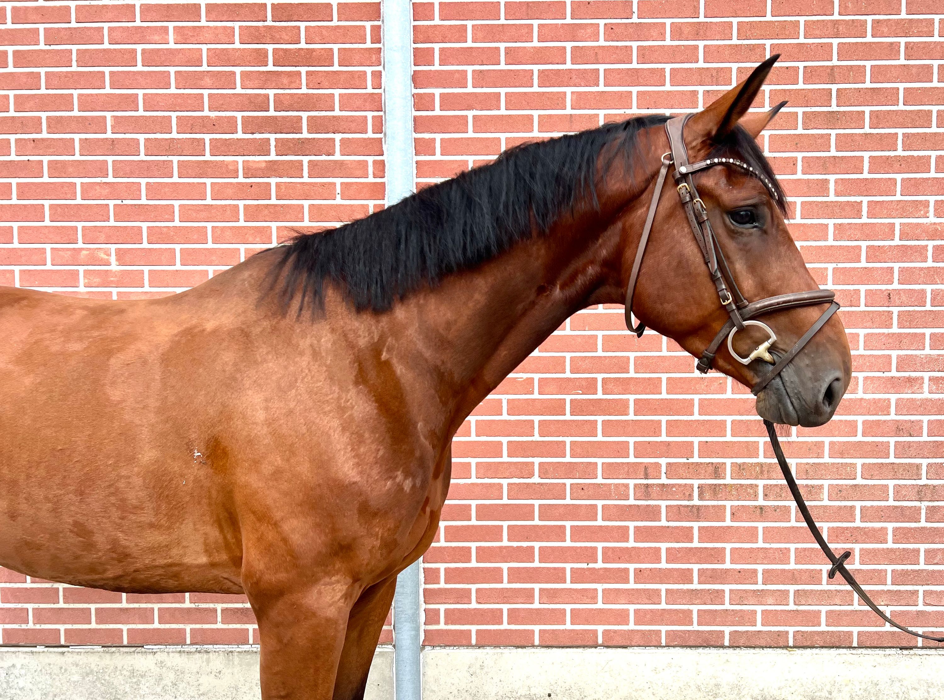 zangersheide springpaard ruin 5 Jahre alt bruin zu verkaufen - Foto 3