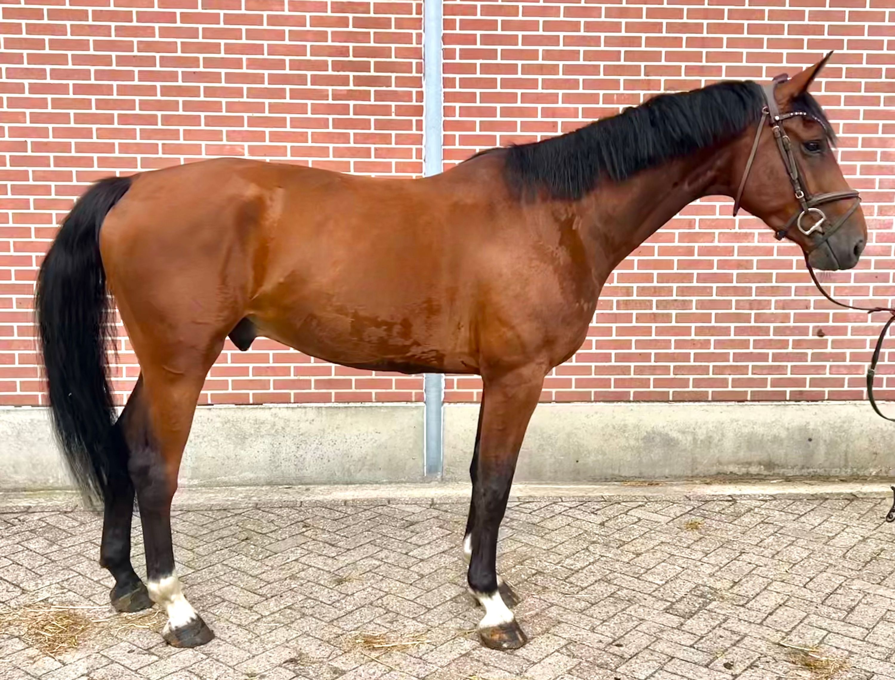 zangersheide springpaard ruin 5 Jahre alt bruin zu verkaufen - Foto 2