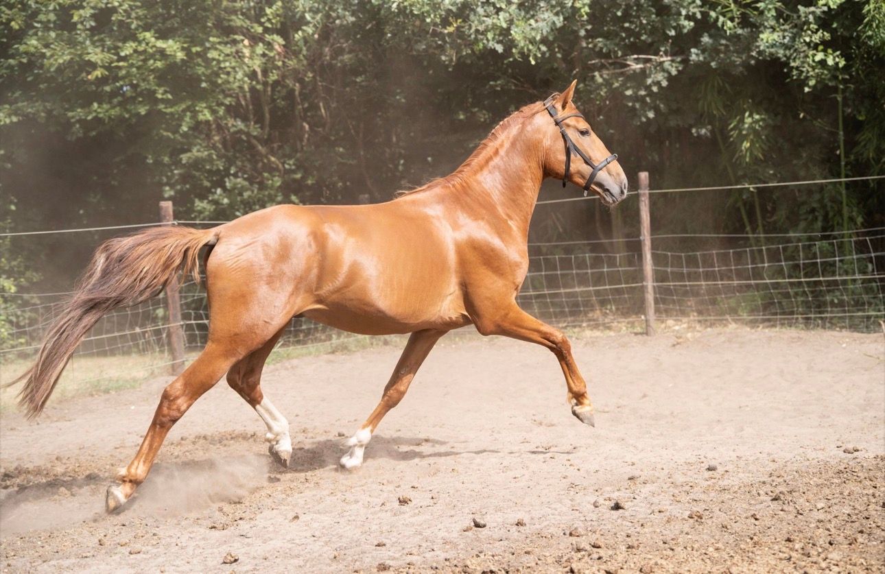 PRE stallion with pedigree | 166cm | 2022