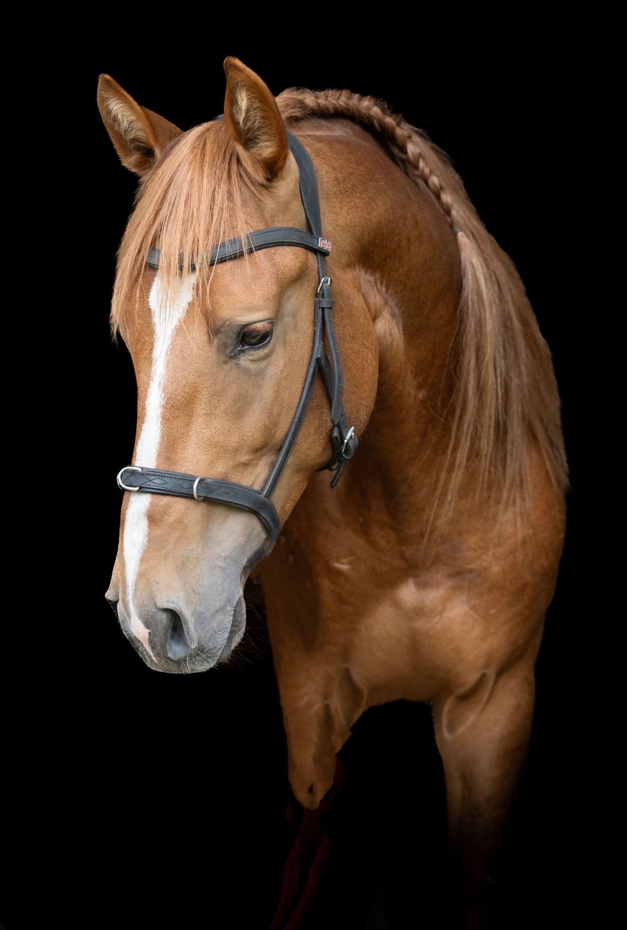 pre dressuurpaard hengst 4 years old vos for sale - Photo 5