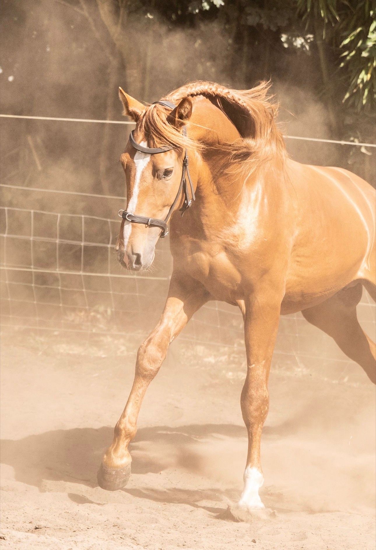 pre dressuurpaard hengst 4 years old vos for sale - Photo 6