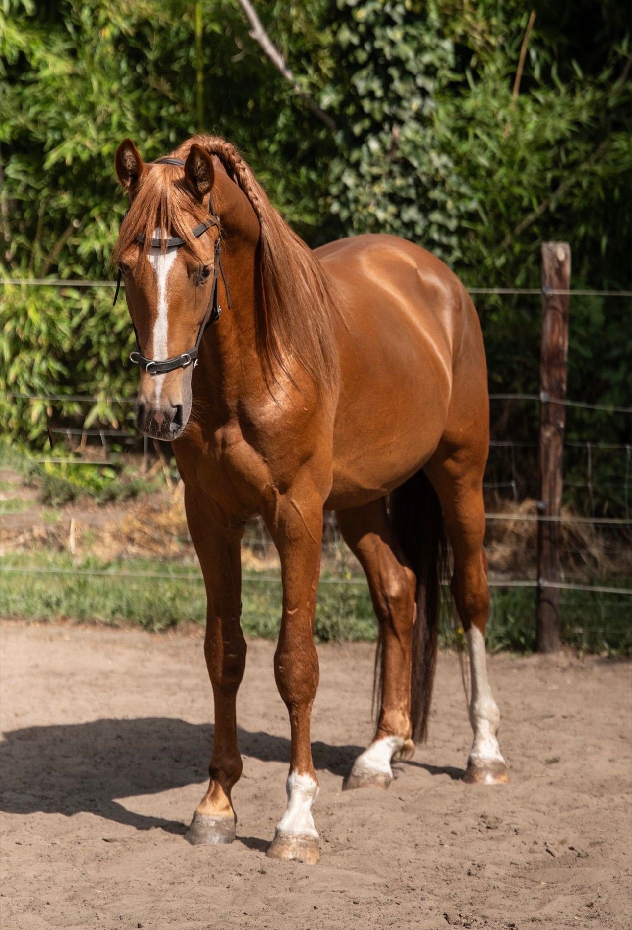 pre dressuurpaard hengst 4 years old vos for sale - Photo 3