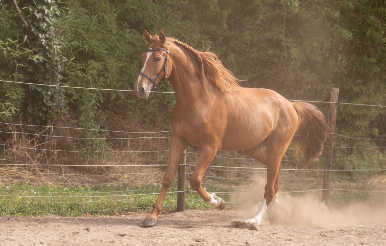 pre dressuurpaard hengst 4 years old vos for sale - Photo 4