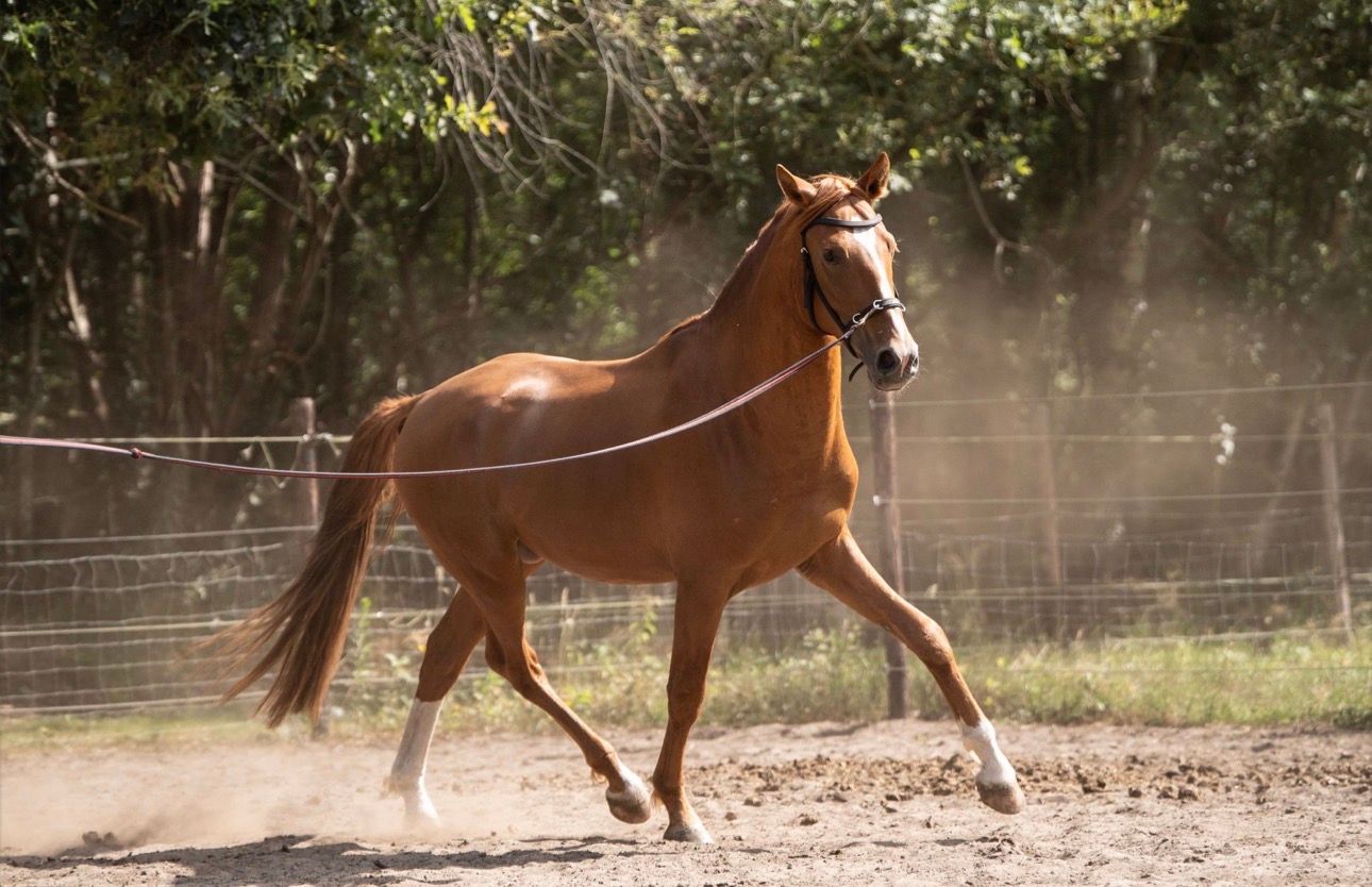 pre dressuurpaard hengst 4 years old vos for sale - Photo 2