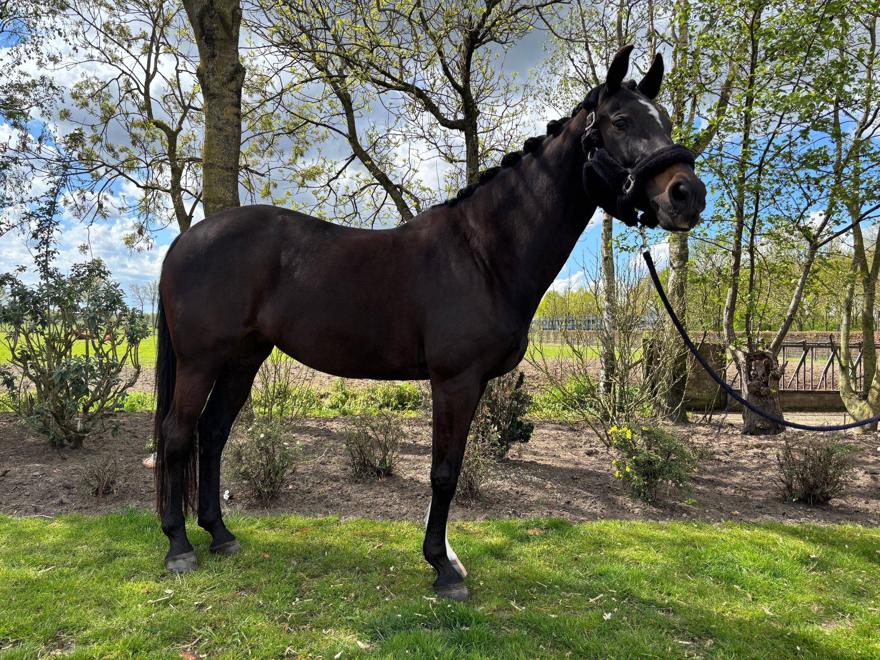 kwpn dressuurpaard merrie 16 år donkerbruin till salu - Foto 3