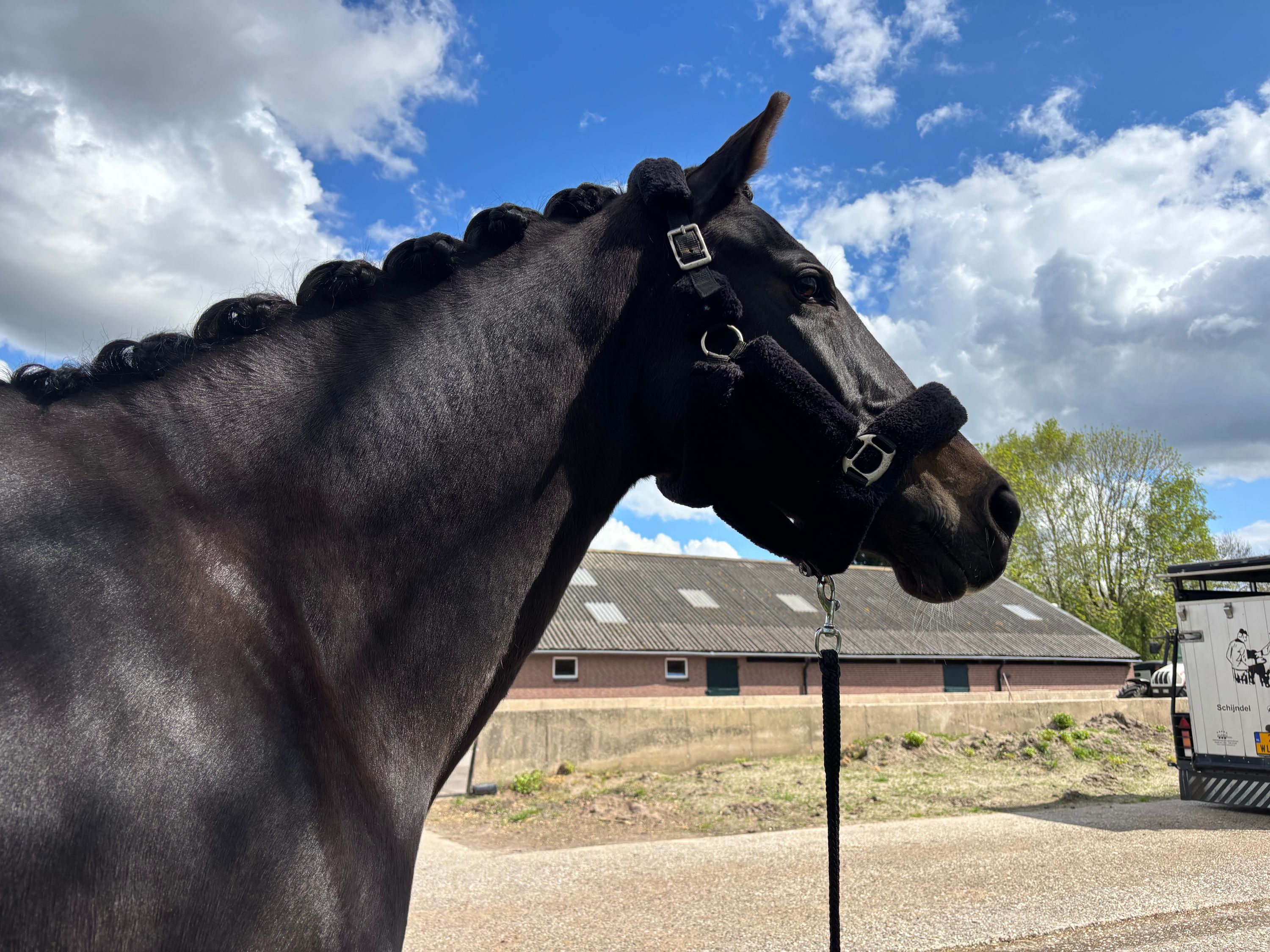 kwpn dressuurpaard merrie 16 år donkerbruin till salu - Foto 2