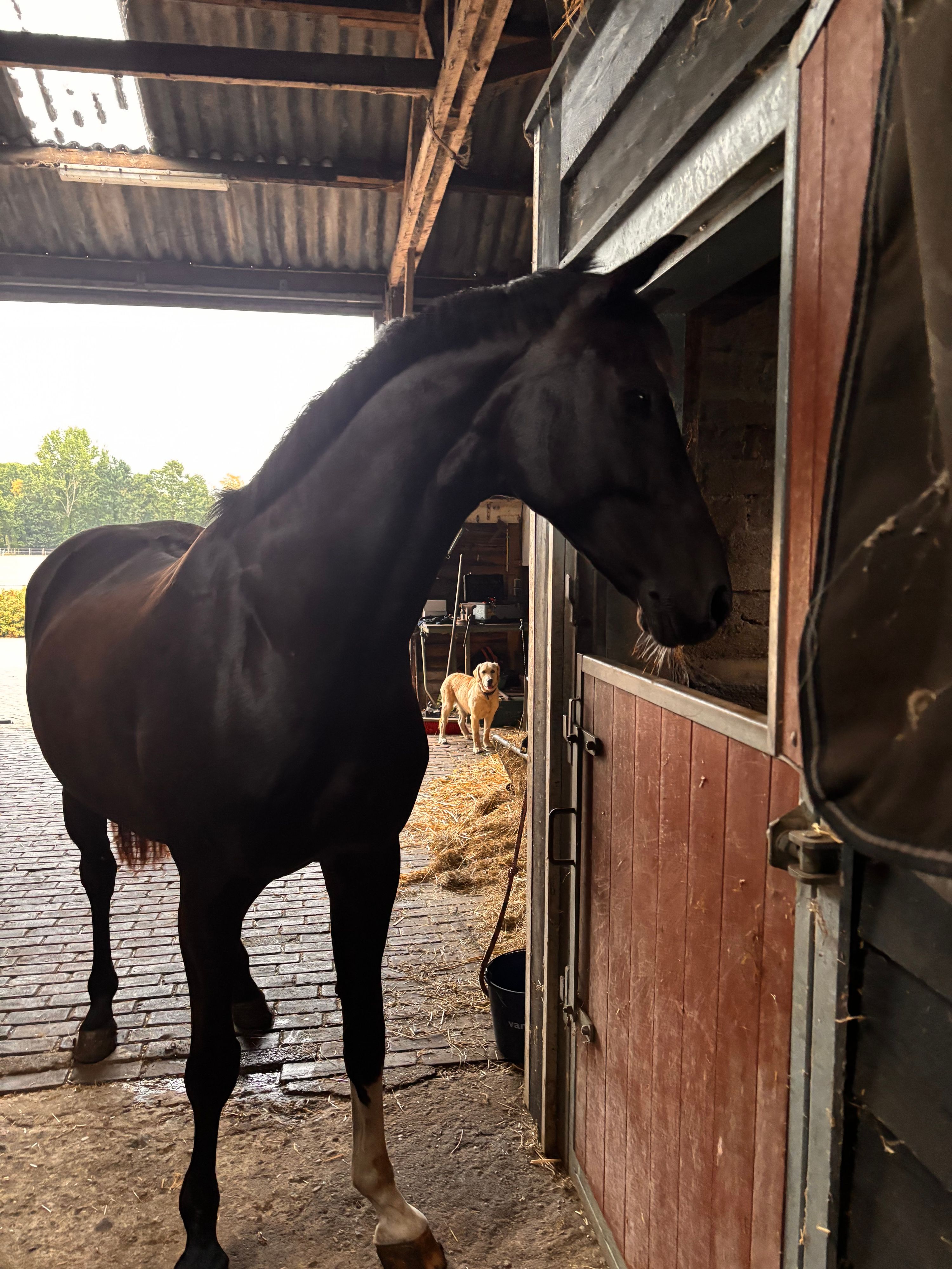 kwpn dressuurpaard merrie 16 år donkerbruin till salu - Foto 4