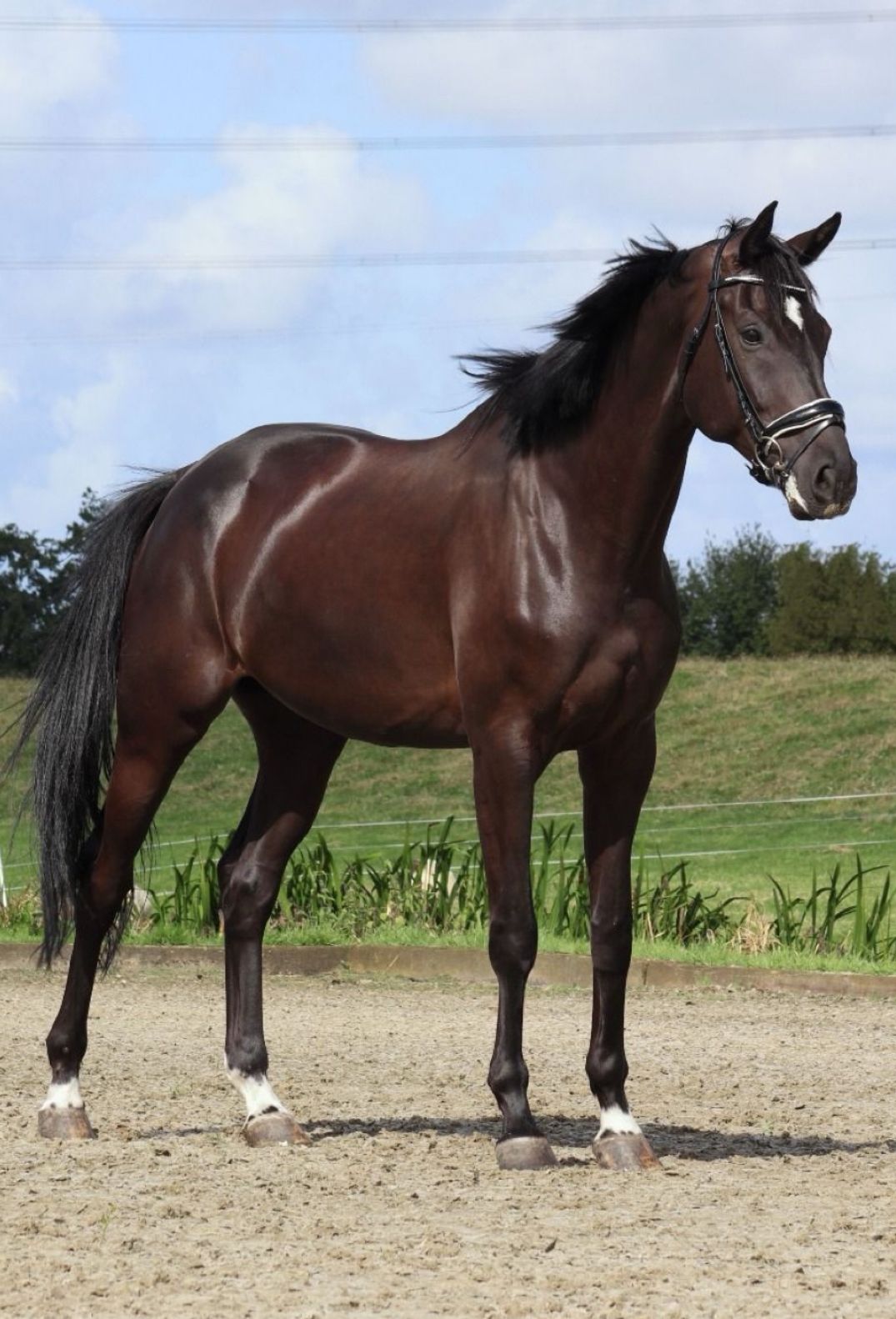 À vendre : Nice Boy – impressionnante perle noire par Dream Boy x Wolkentanz II | dressage niveau Z1