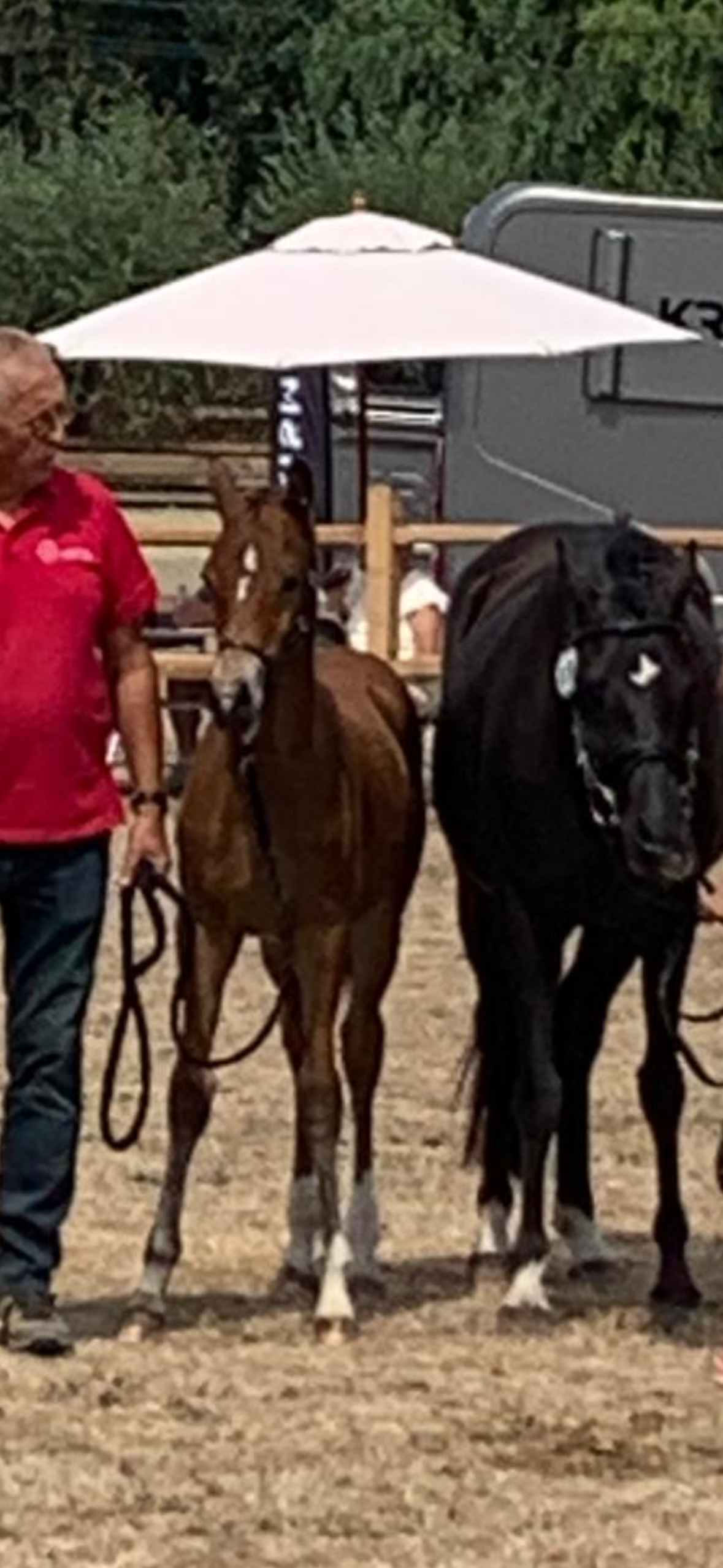 bwp allround-pony hengst 0 år bruin till salu - Foto 2