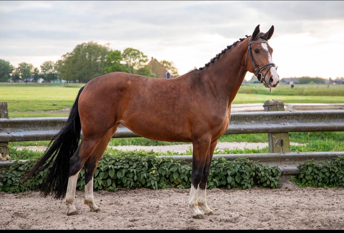 kwpn dressuurpaard merrie 4 years old bruin for sale - Photo 2