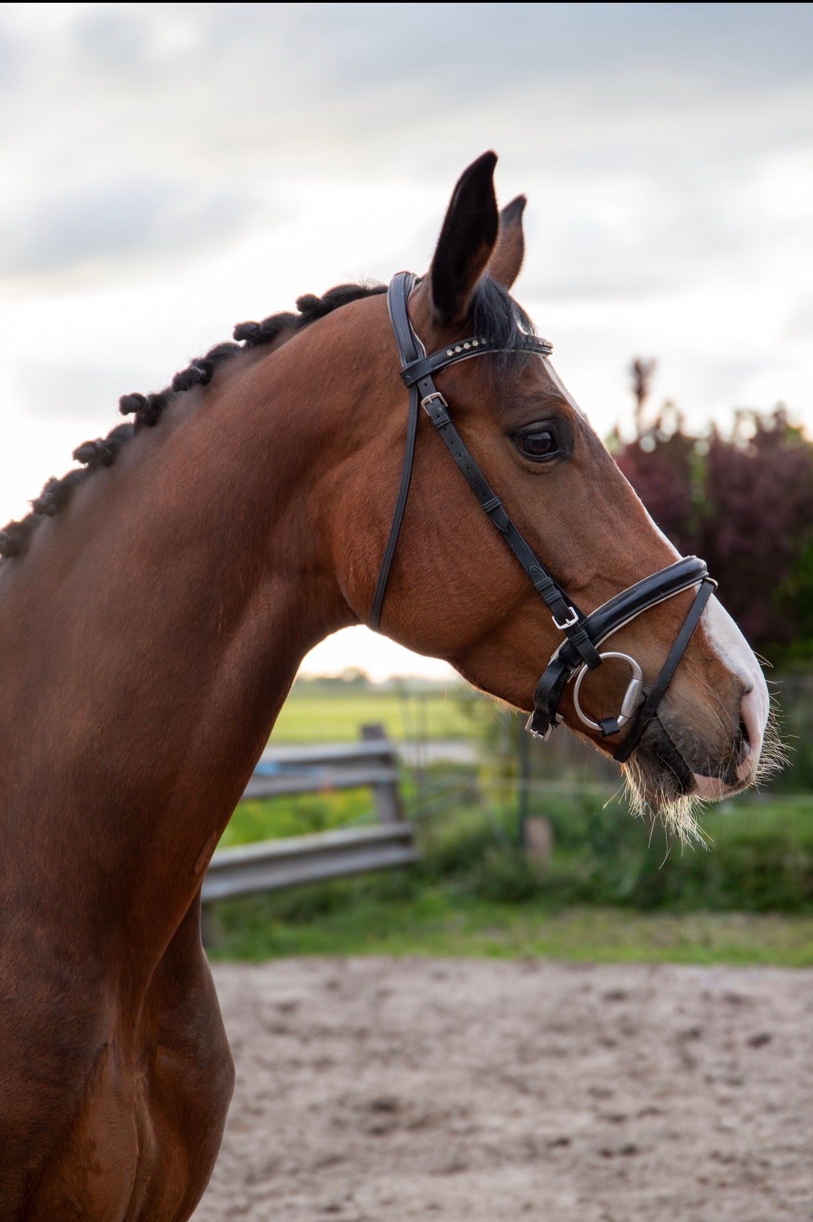 kwpn dressuurpaard merrie 4 years old bruin for sale - Photo 3