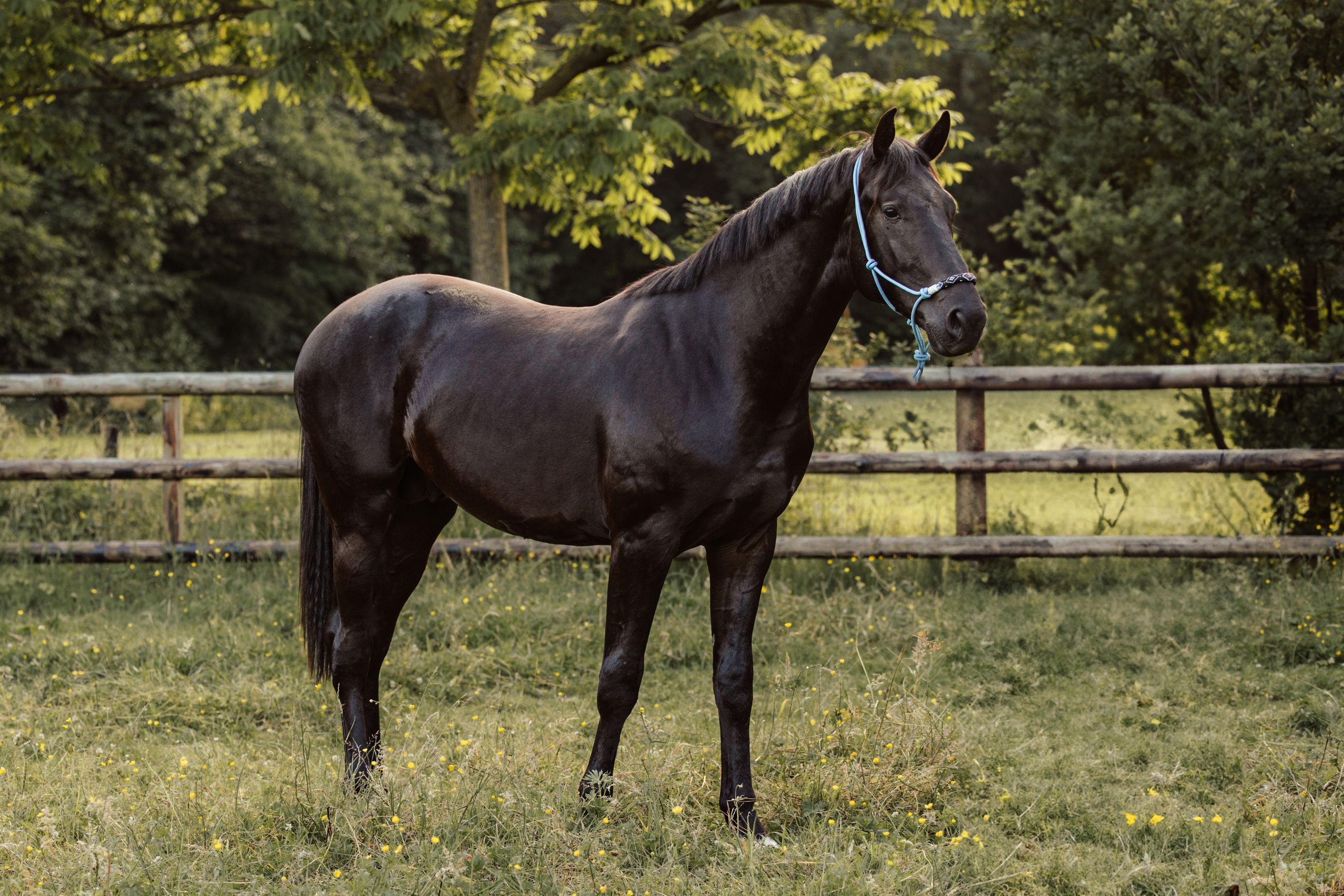 3岁雄马 Merlot VDL x lord leatherdale