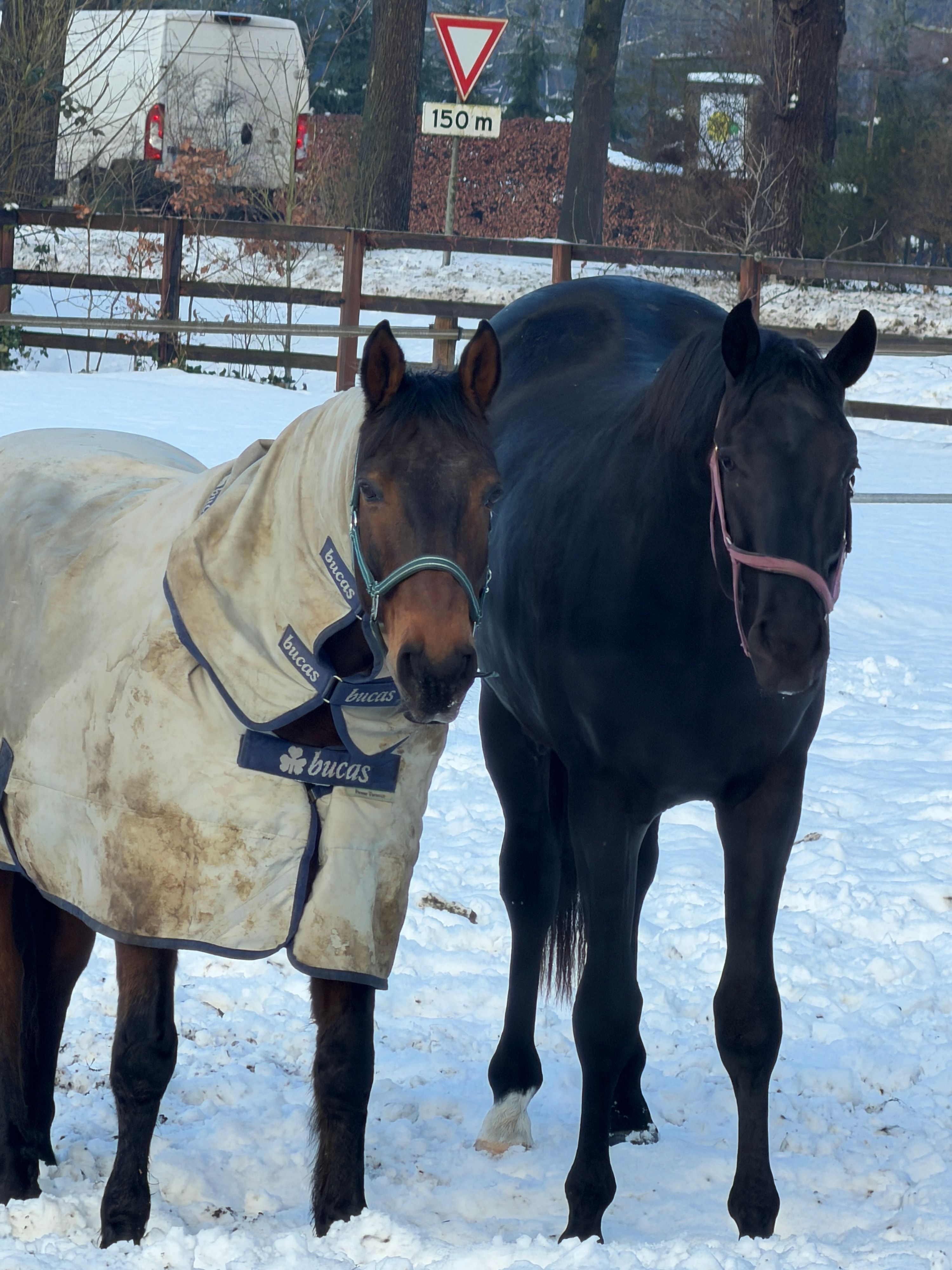 kwpn dressuurpaard hengst 3 jaar zwart te koop - Foto 3