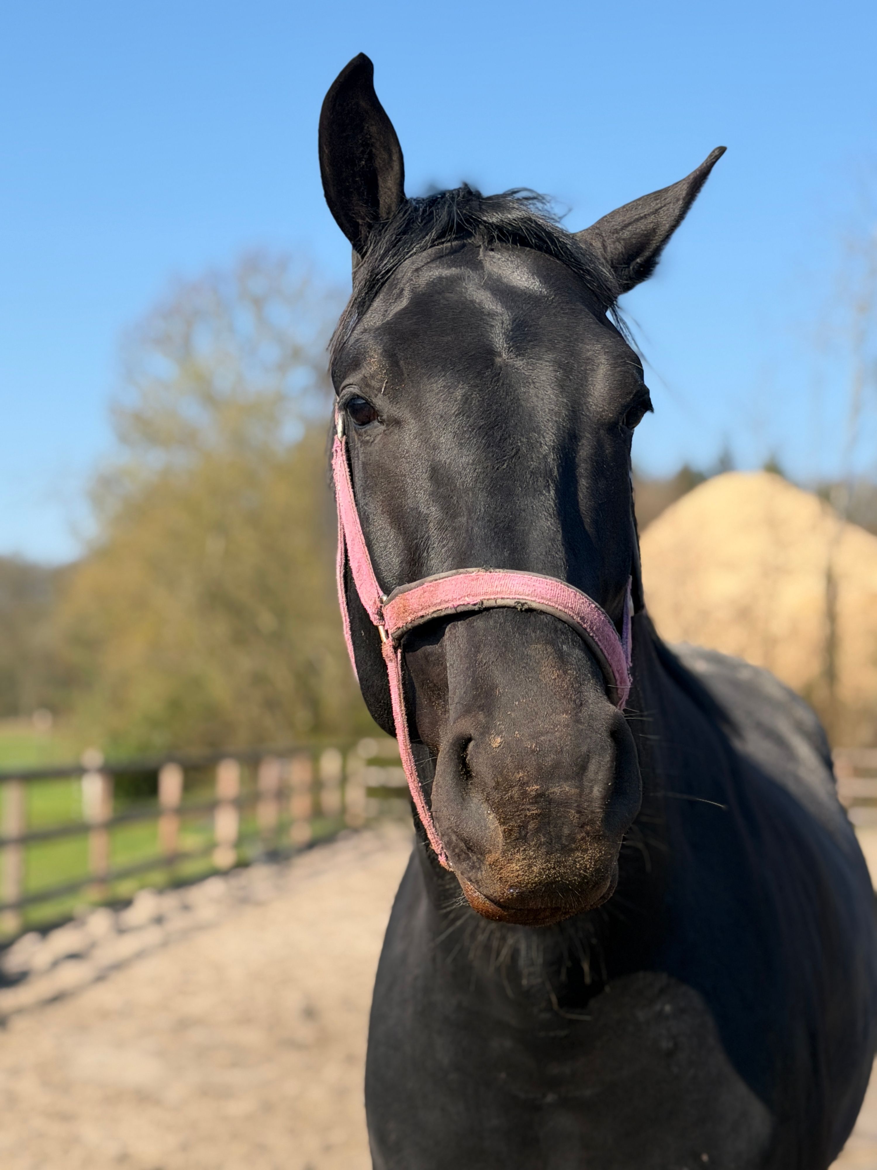kwpn dressuurpaard hengst 3 jaar zwart te koop - Foto 4