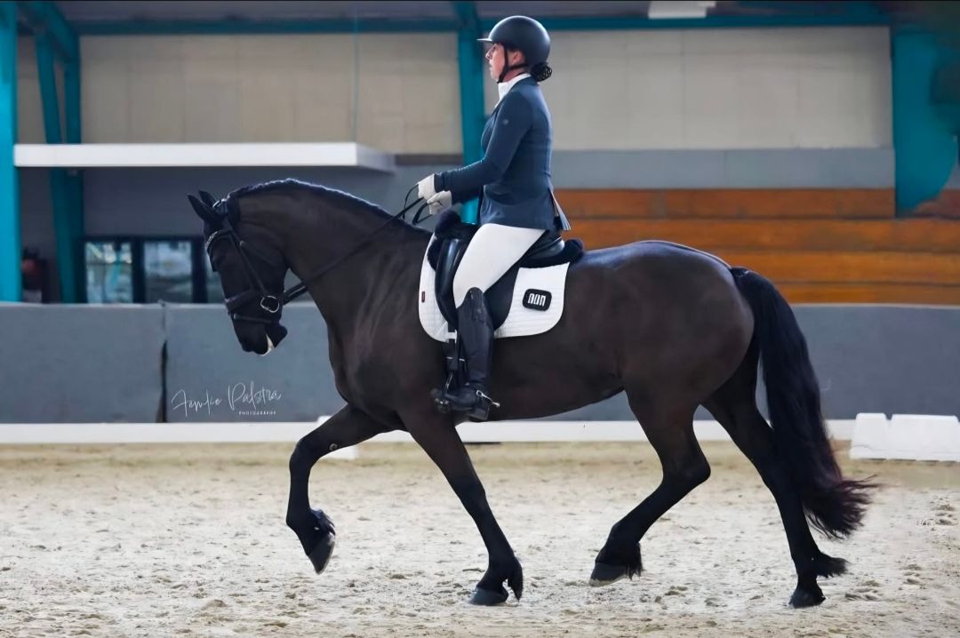 dressuurpaard merrie 8 años zwart en venta - Foto 6