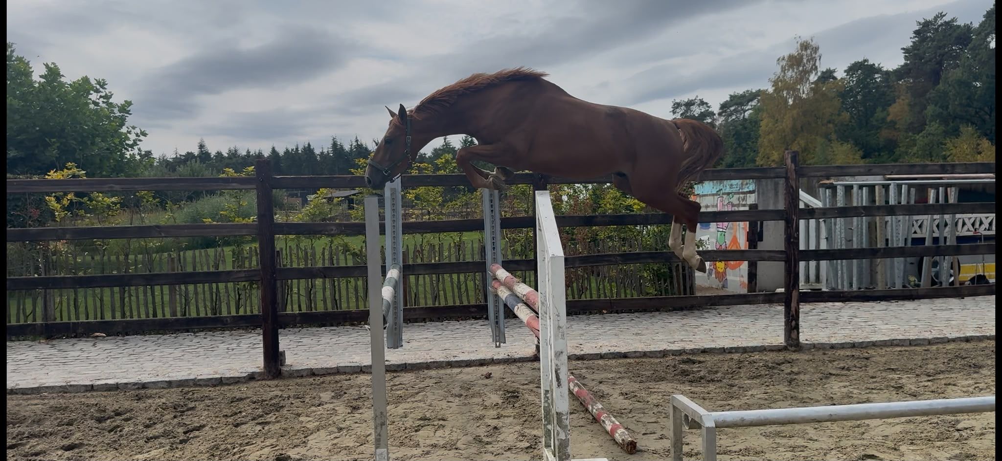 Quality 4-year-old showjumper