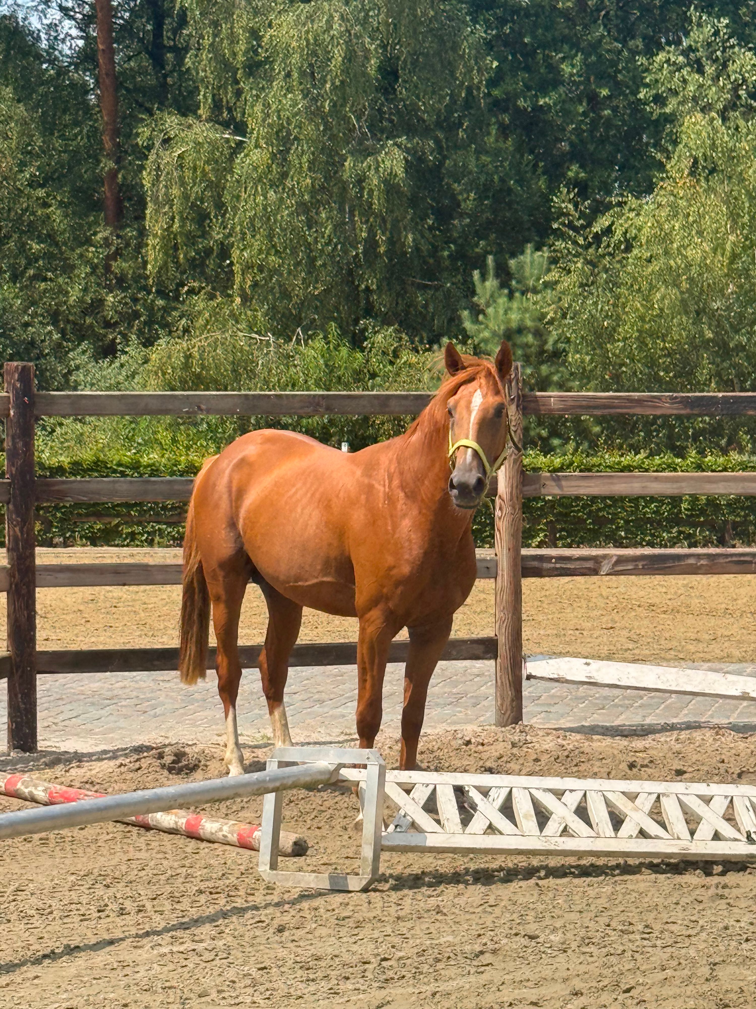 sbs springpaard hengst 4 years old vos for sale - Photo 2