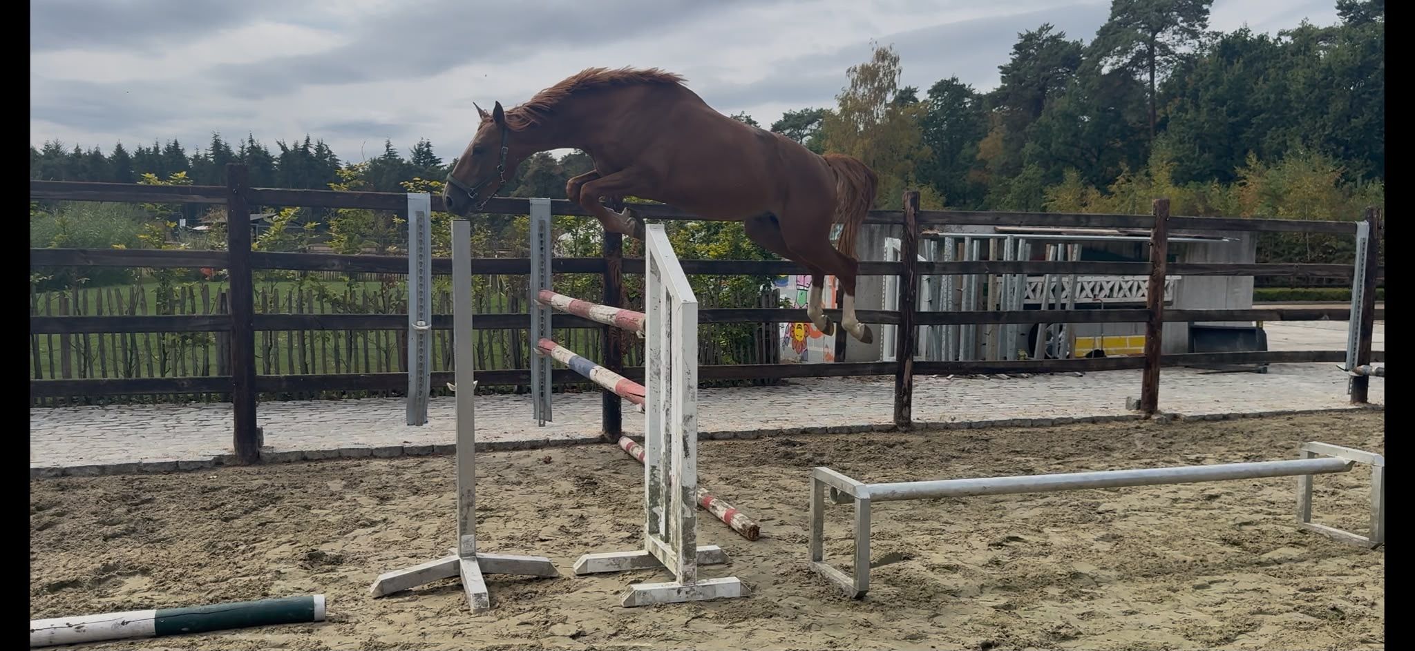 sbs springpaard hengst 4 years old vos for sale - Photo 3