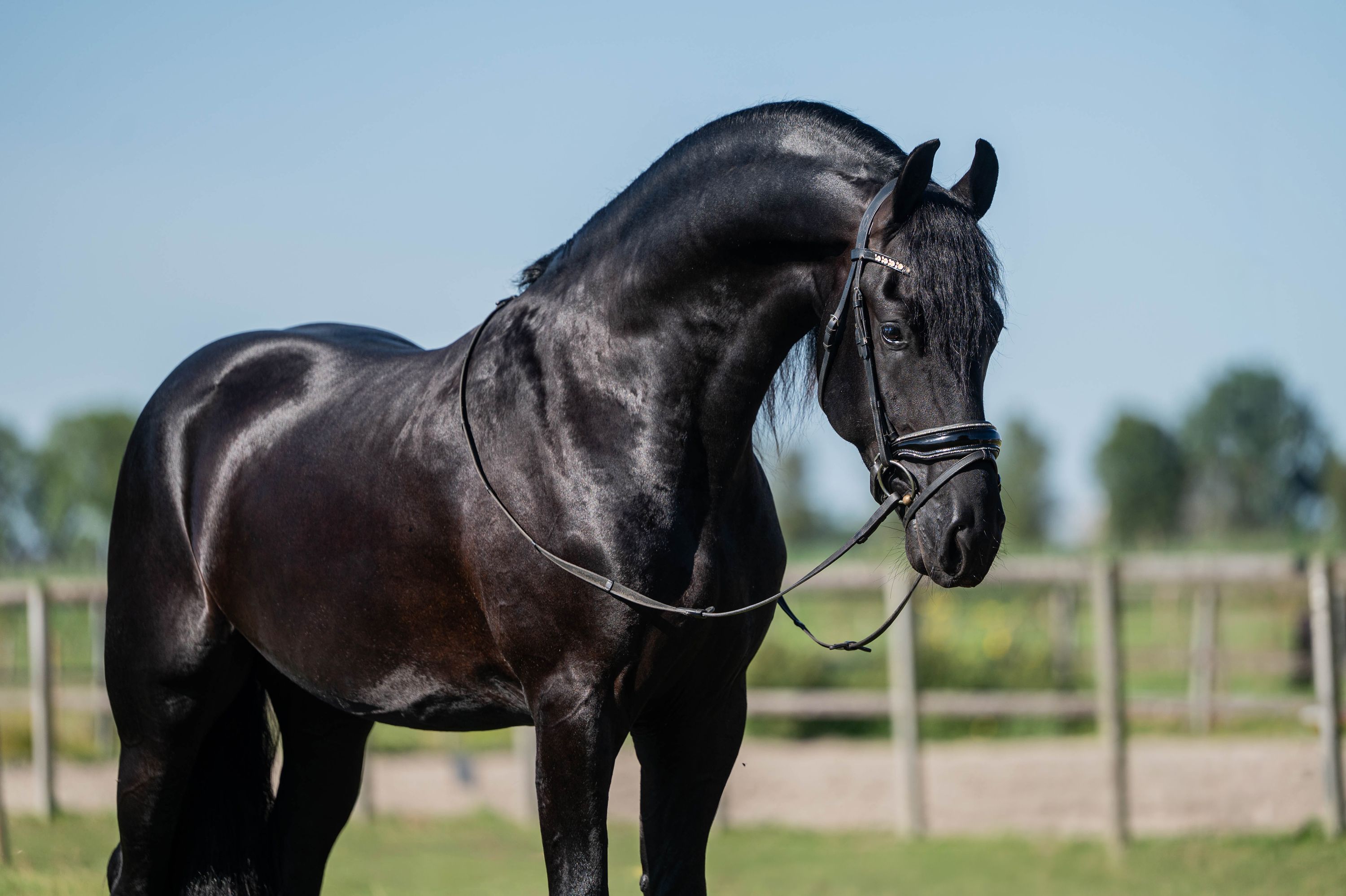 Super knappe Friese ster hengst