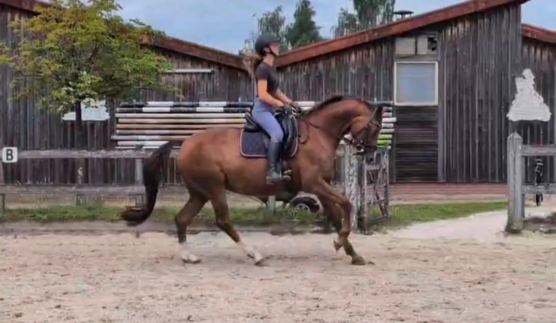 dressuurpaard merrie 11 jaar vos te koop - Foto 3