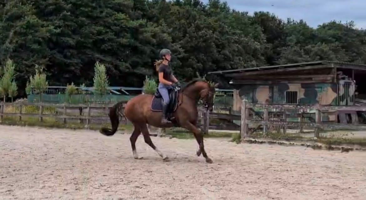 dressuurpaard merrie 11 jaar vos te koop - Foto 4