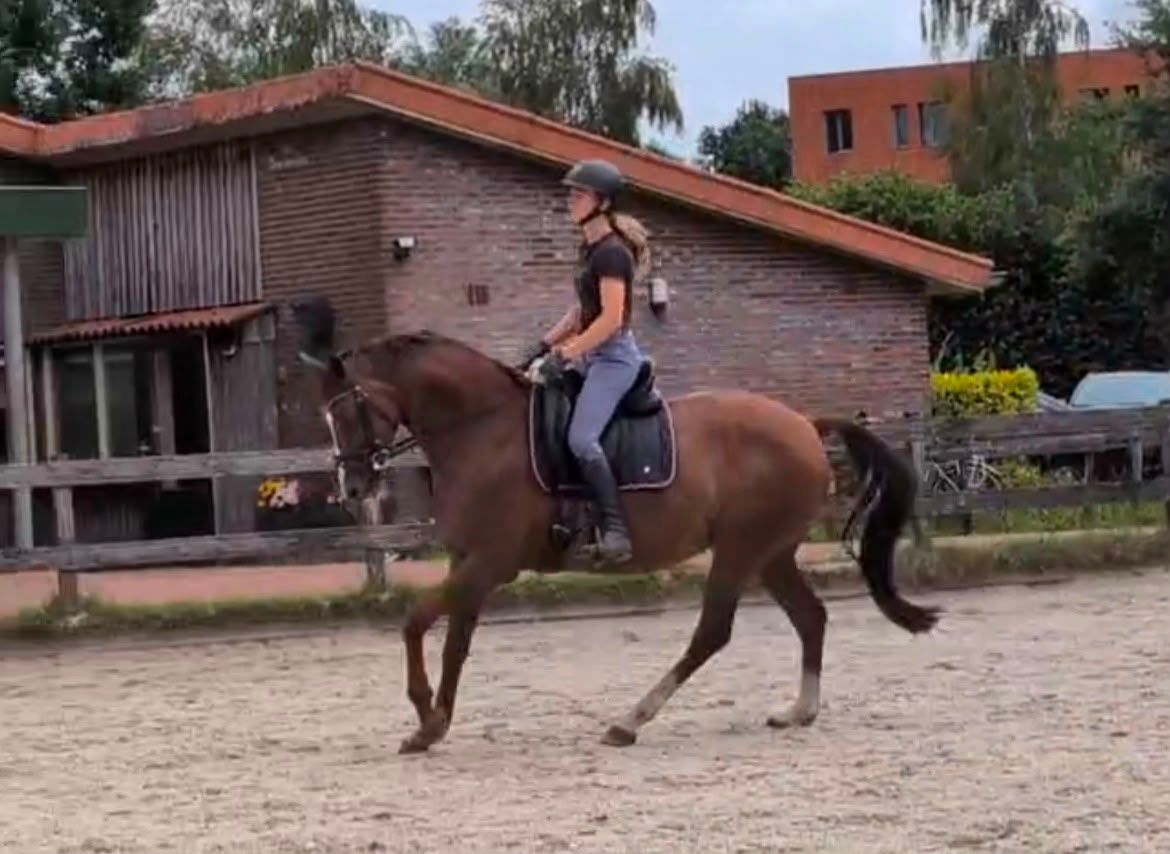 dressuurpaard merrie 11 jaar vos te koop - Foto 2