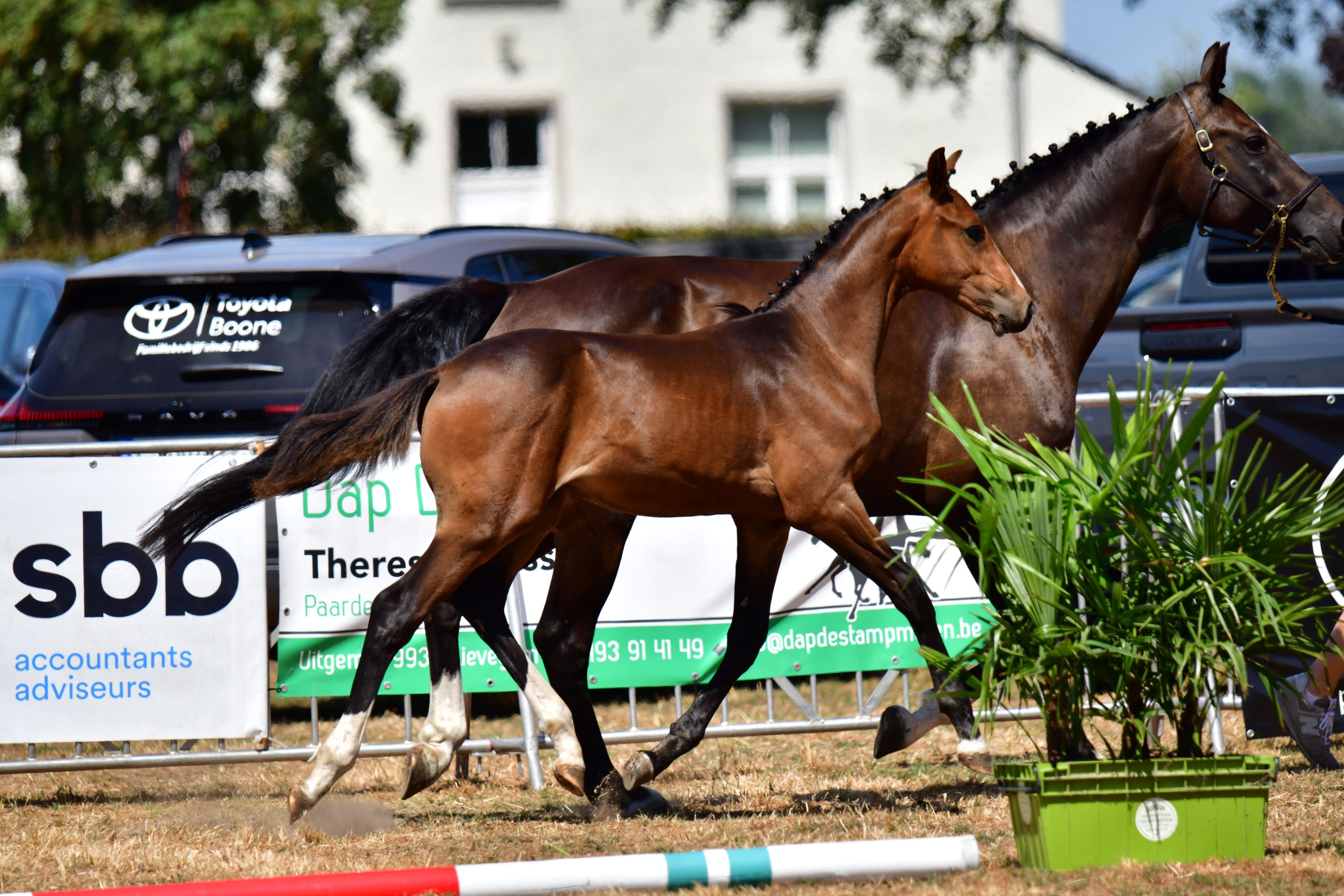 bwp springpaard hengst 0 Jahre alt donkerbruin zu verkaufen - Foto 2