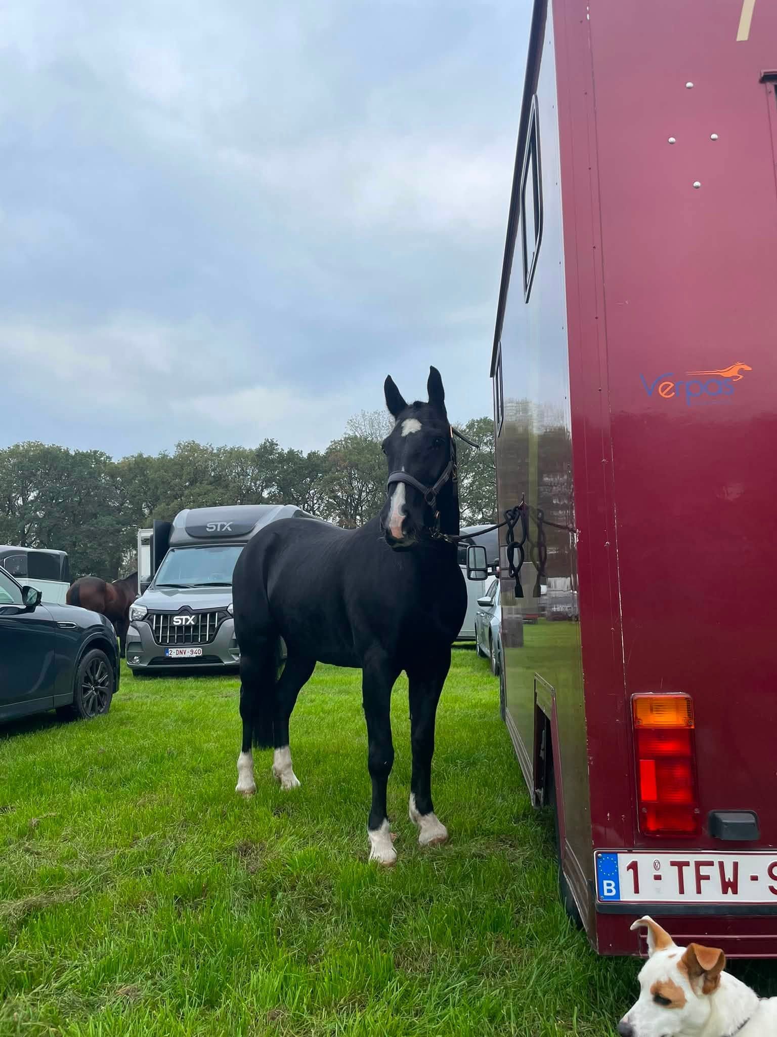 eventingpony merrie 16 let zwart na prodej - Foto 2