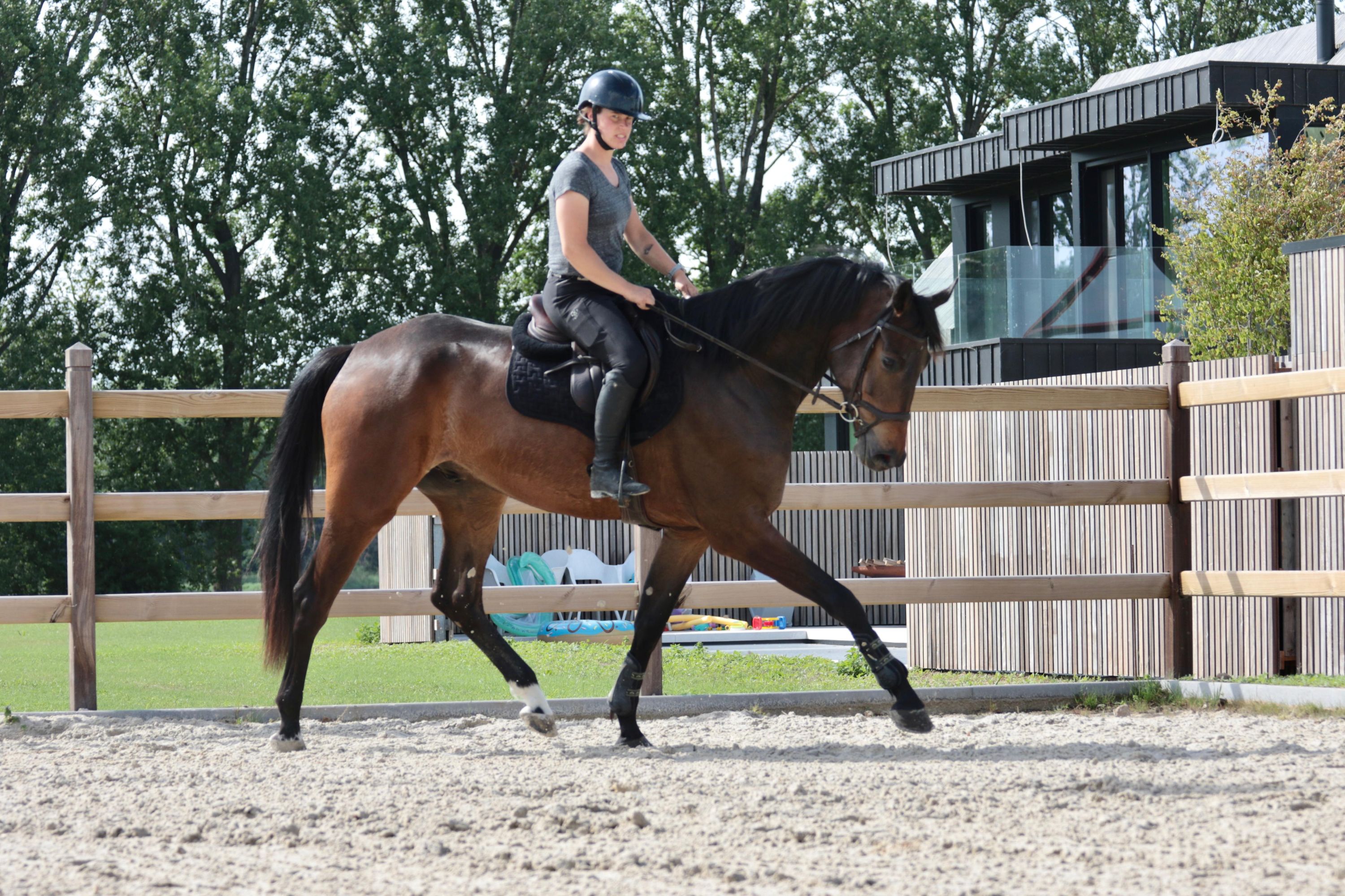 kwpn dressuurpaard ruin 5 år bruin till salu - Foto 3