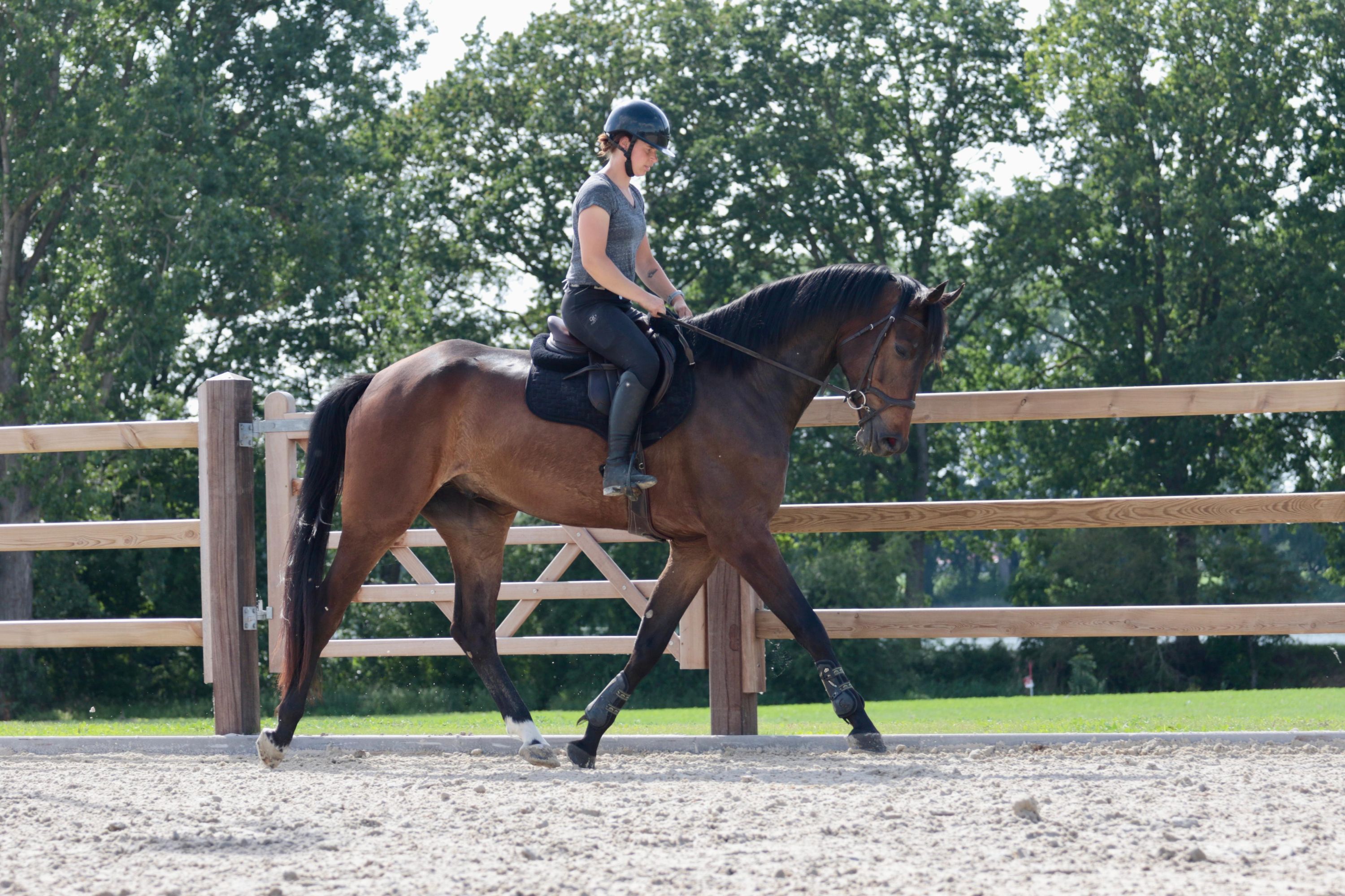 kwpn dressuurpaard ruin 5 år bruin till salu - Foto 4