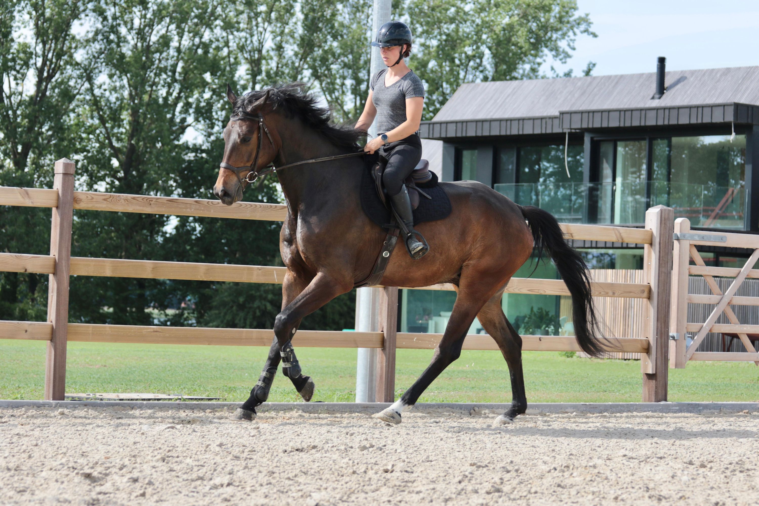 kwpn dressuurpaard ruin 5 år bruin till salu - Foto 2