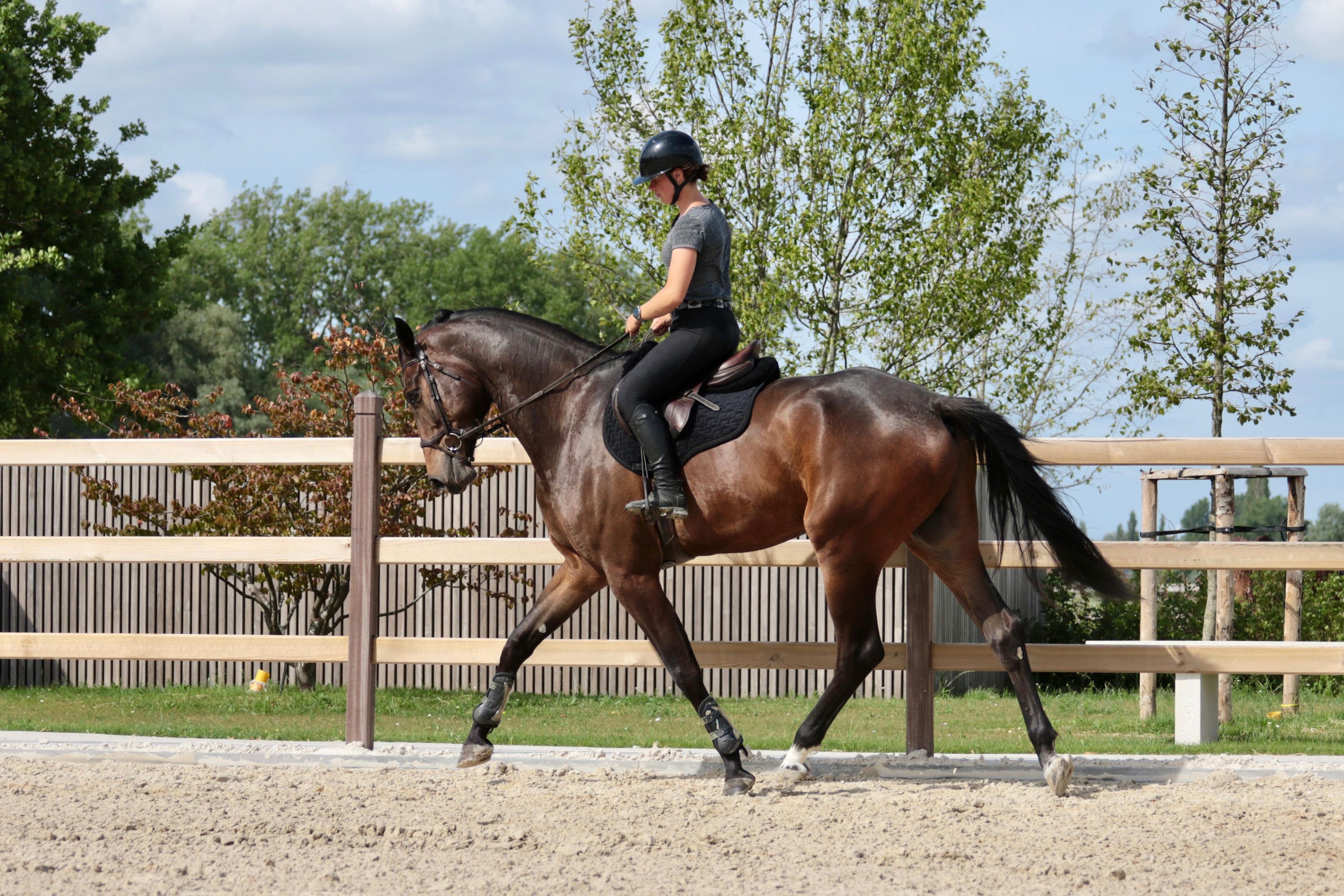 kwpn dressuurpaard ruin 5 år bruin till salu - Foto 5