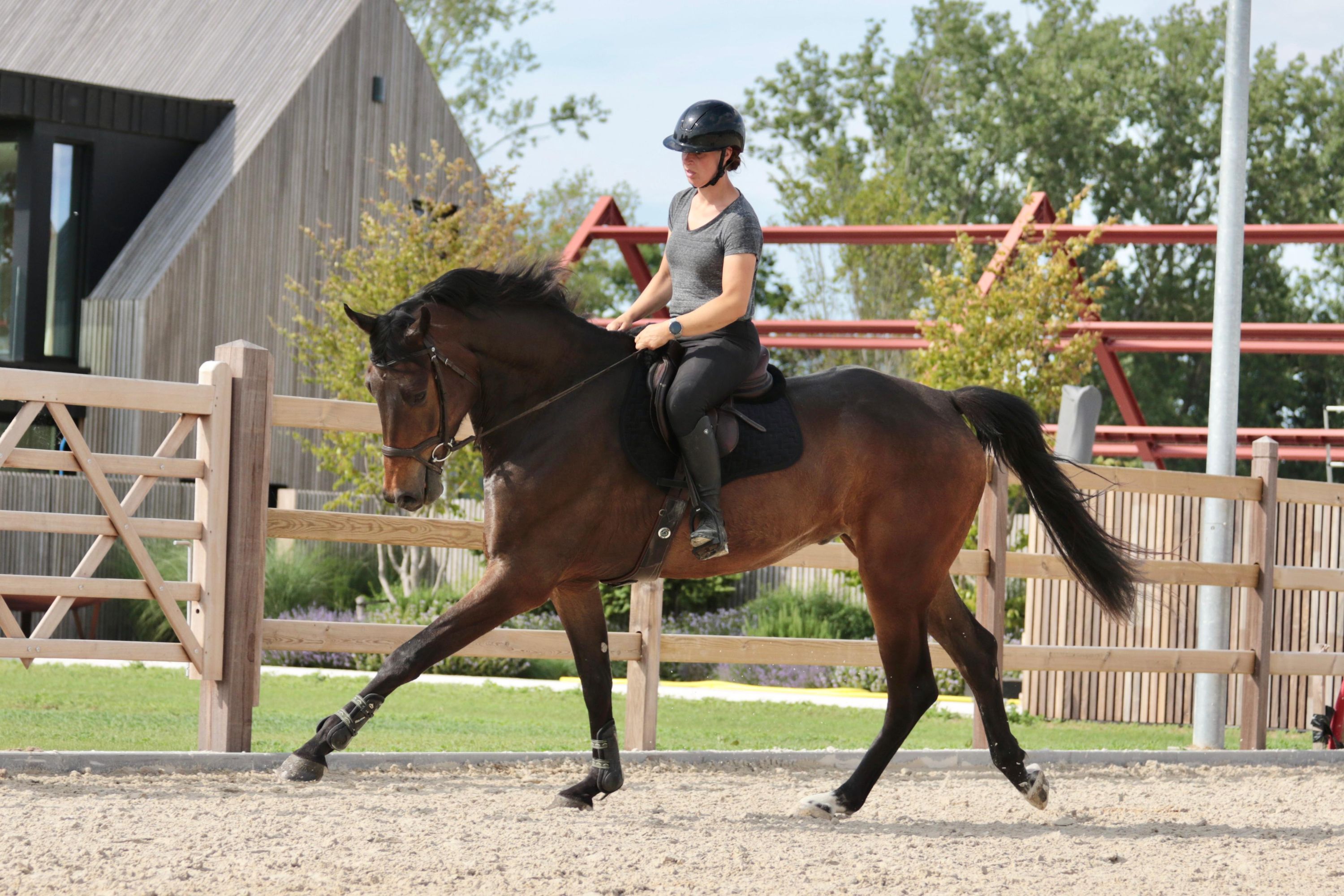 kwpn dressuurpaard ruin 5 år bruin till salu - Foto 6