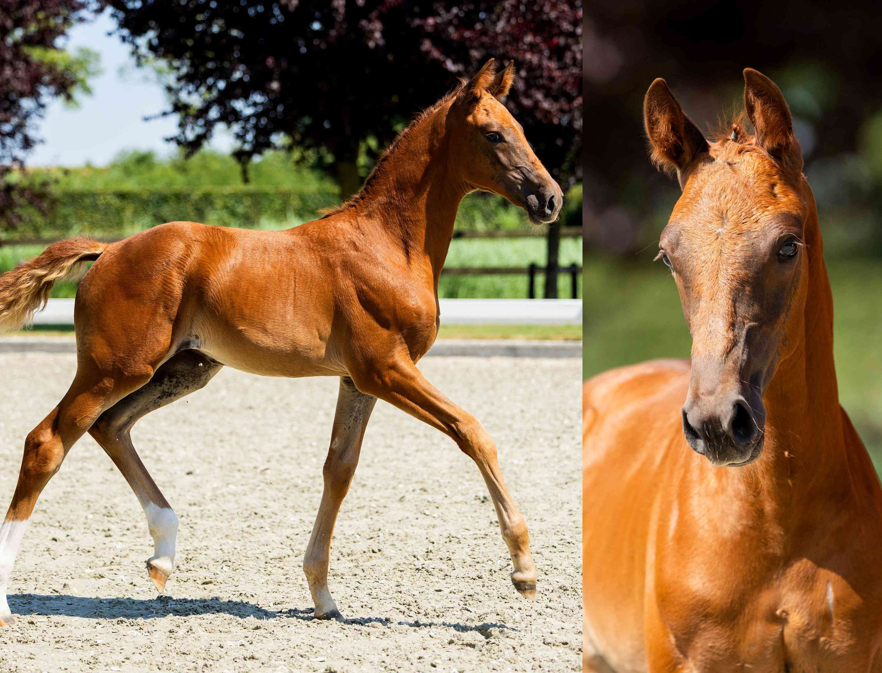 kwpn dressuurpaard merrie 12 år bruin til salg - Foto 5