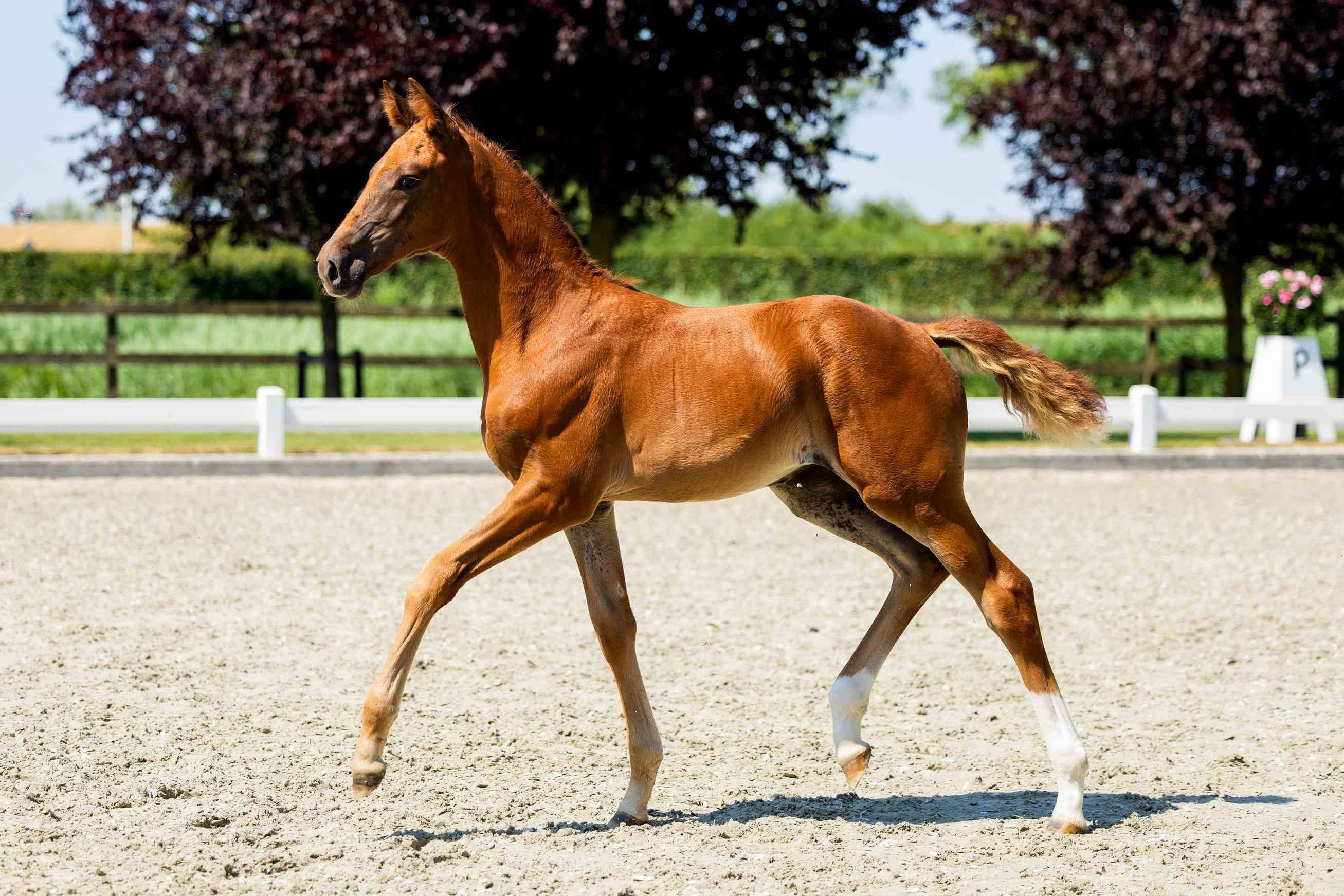 kwpn dressuurpaard merrie 12 år bruin til salg - Foto 6