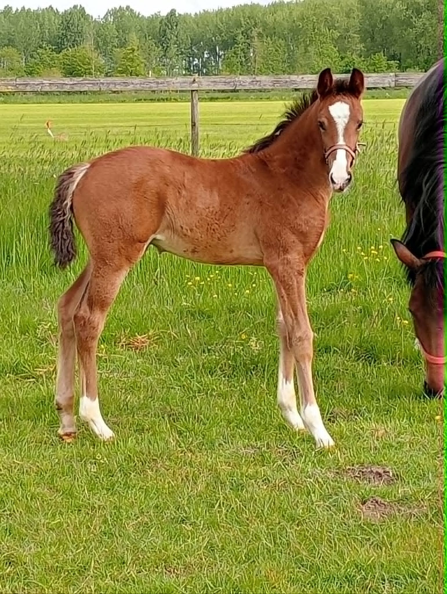 kwpn dressuurpaard merrie 0 år bruin til salg - Foto 2