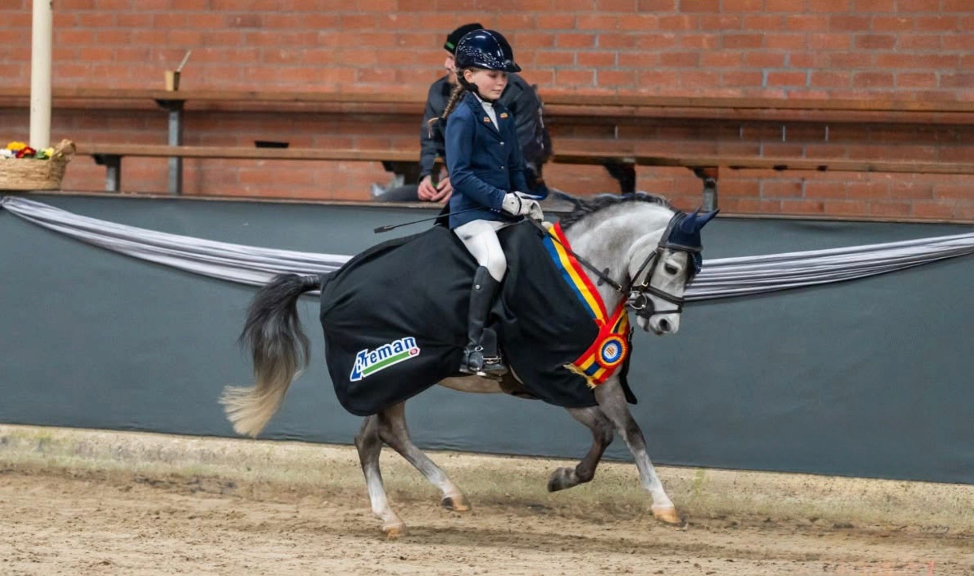 welsh allround-pony ruin 8 let schimmel na prodej - Foto 6
