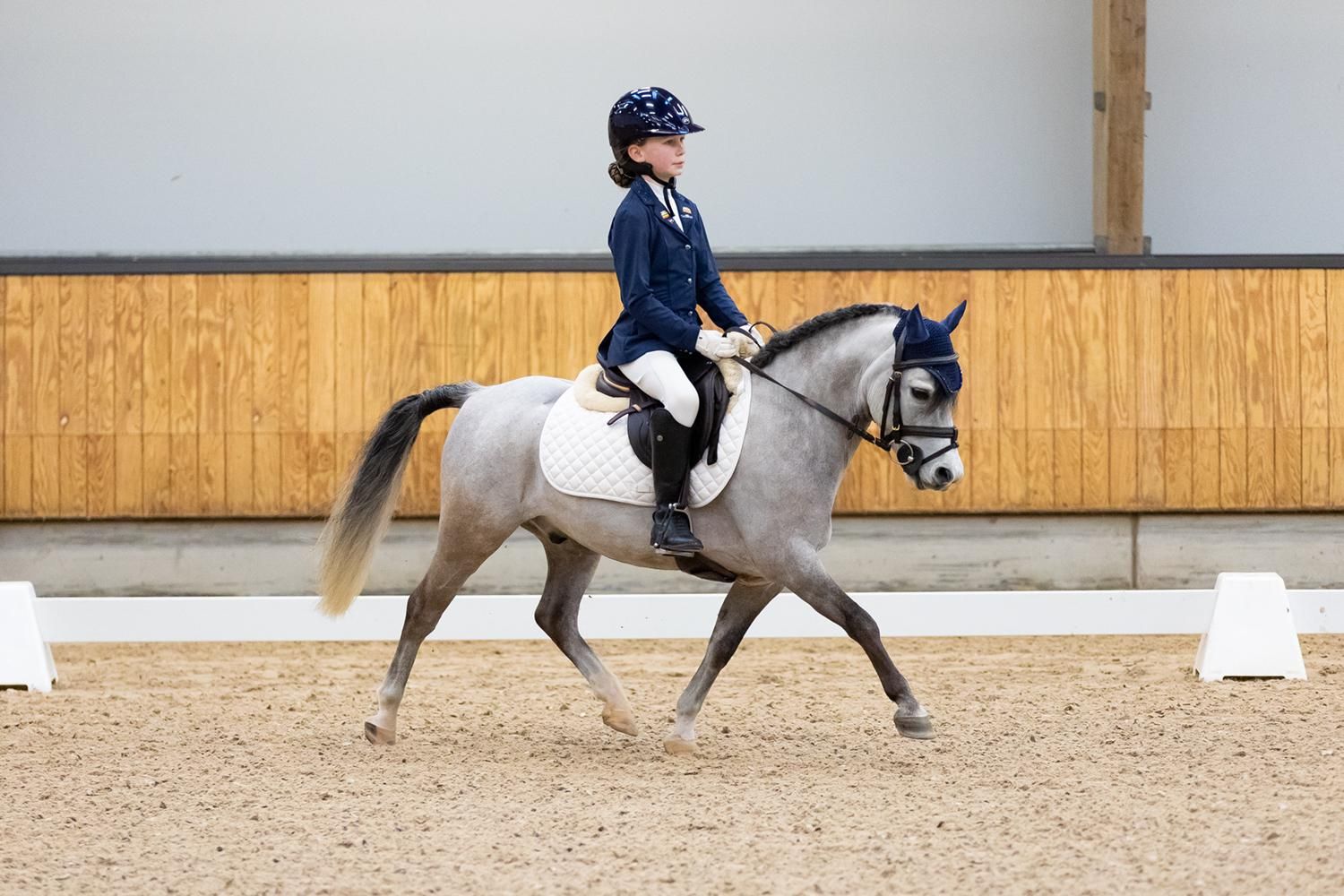 welsh allround-pony ruin 8 let schimmel na prodej - Foto 5